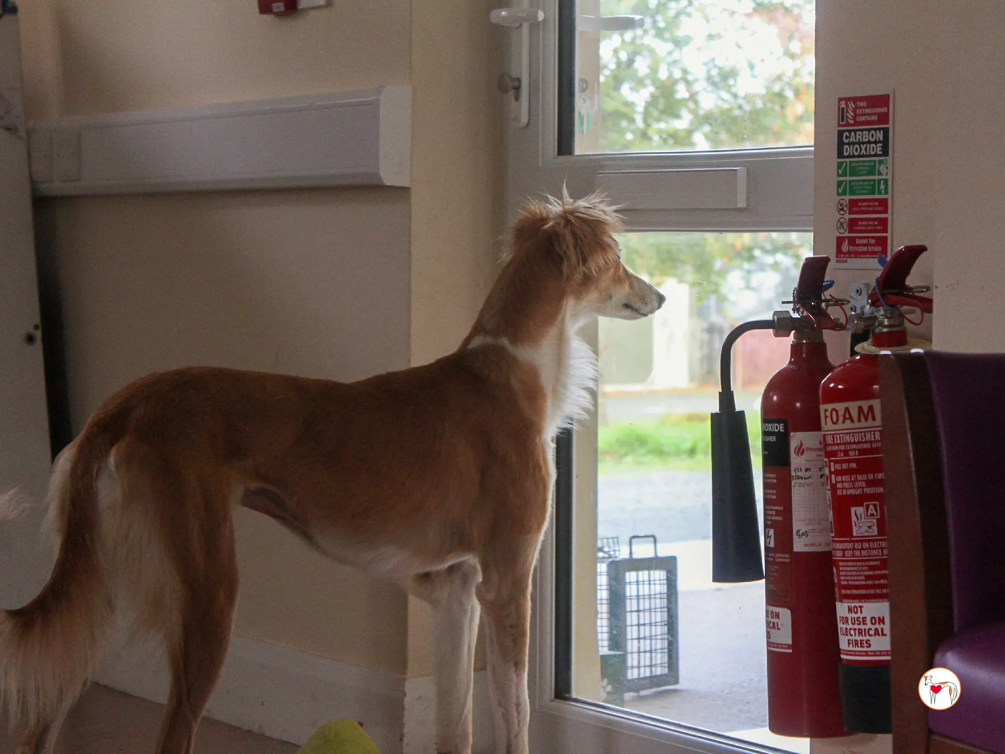 maya grey adozione 43