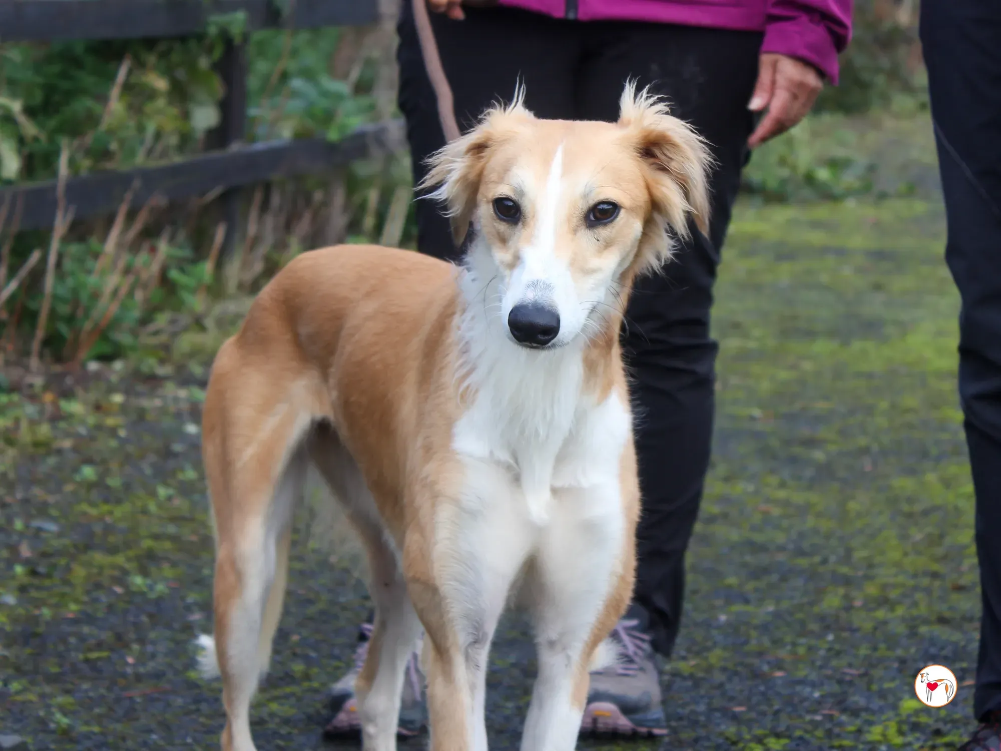 maya grey adozione 44