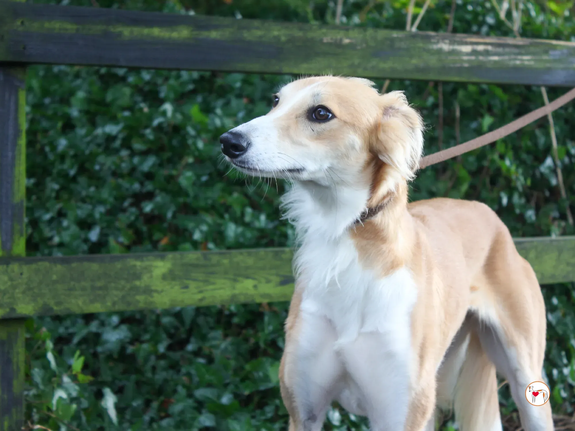 maya grey adozione 45