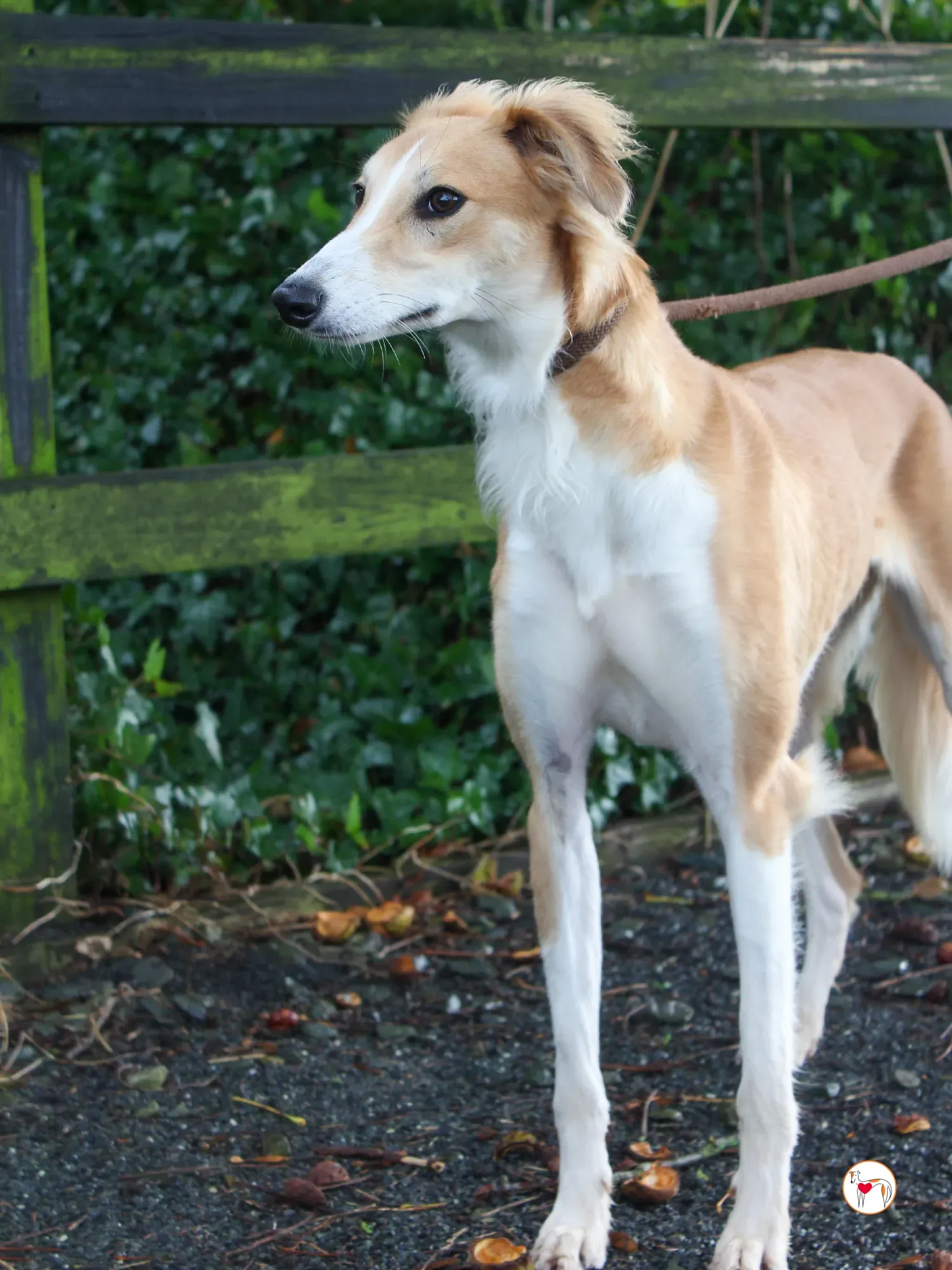 maya grey adozione 46