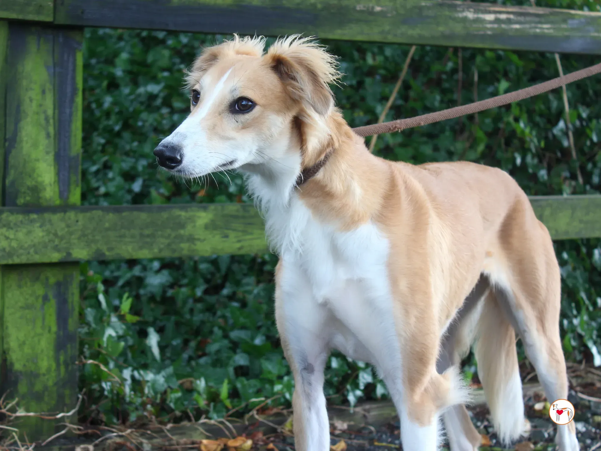 maya grey adozione 47