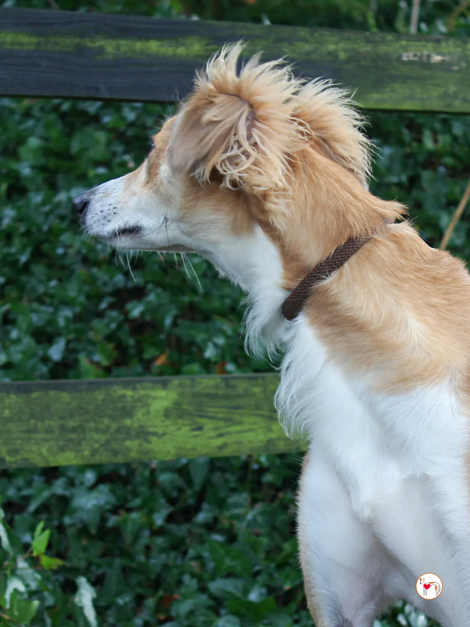 maya grey adozione 48