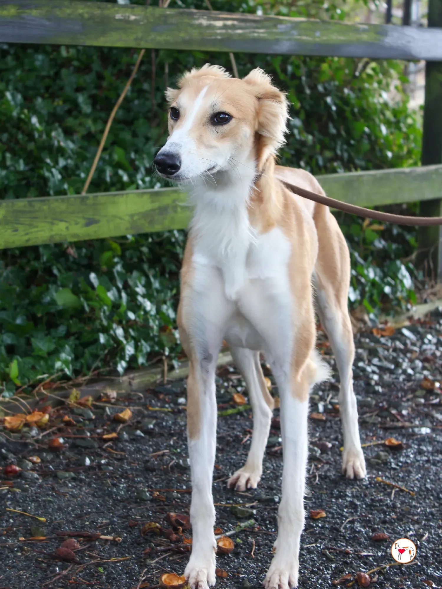 maya grey adozione 49