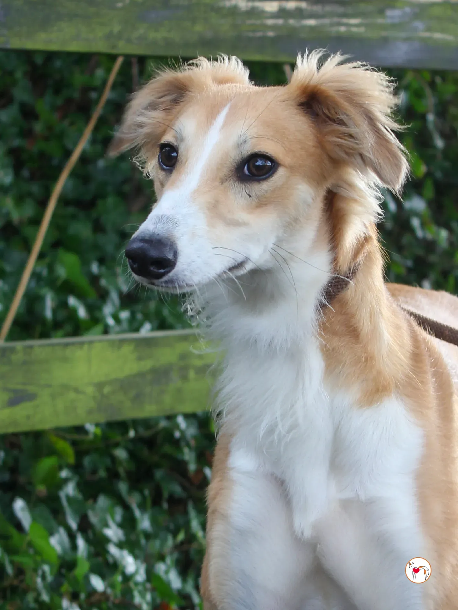 maya grey adozione 50