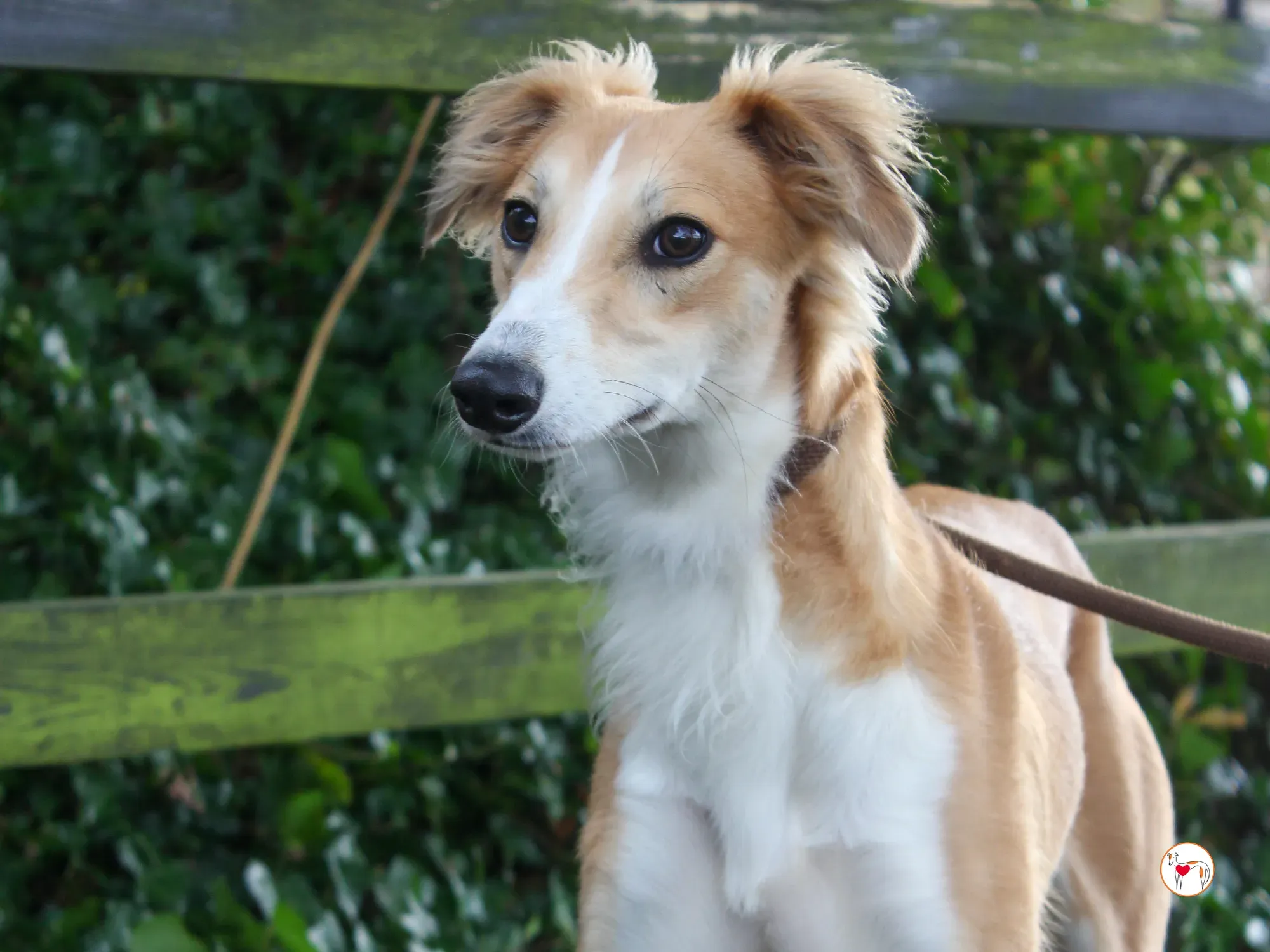 maya grey adozione 51