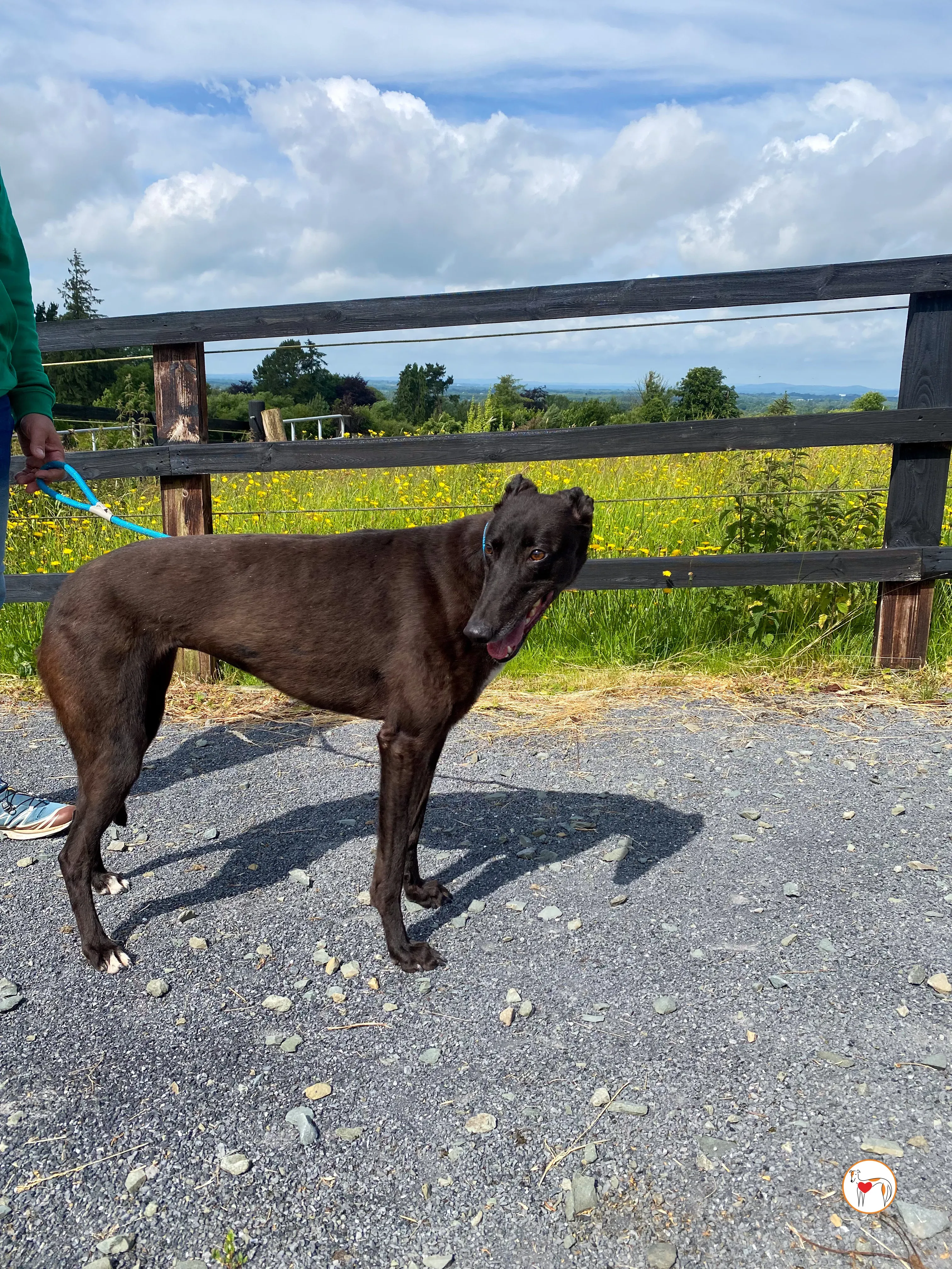 maybelline grey adozione 10