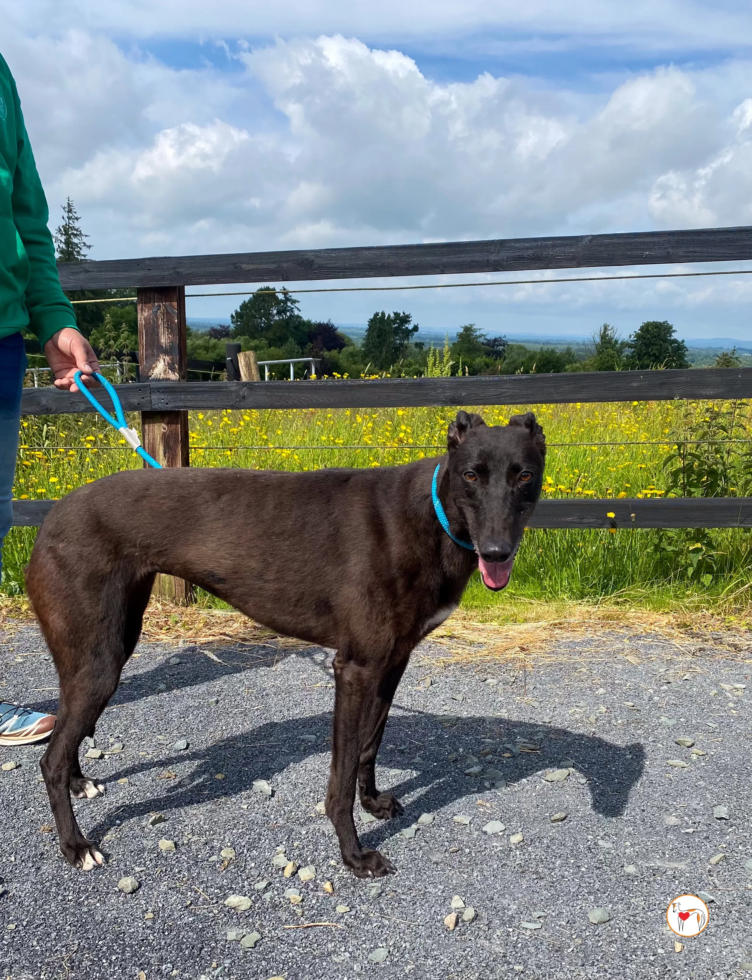 maybelline grey adozione 11