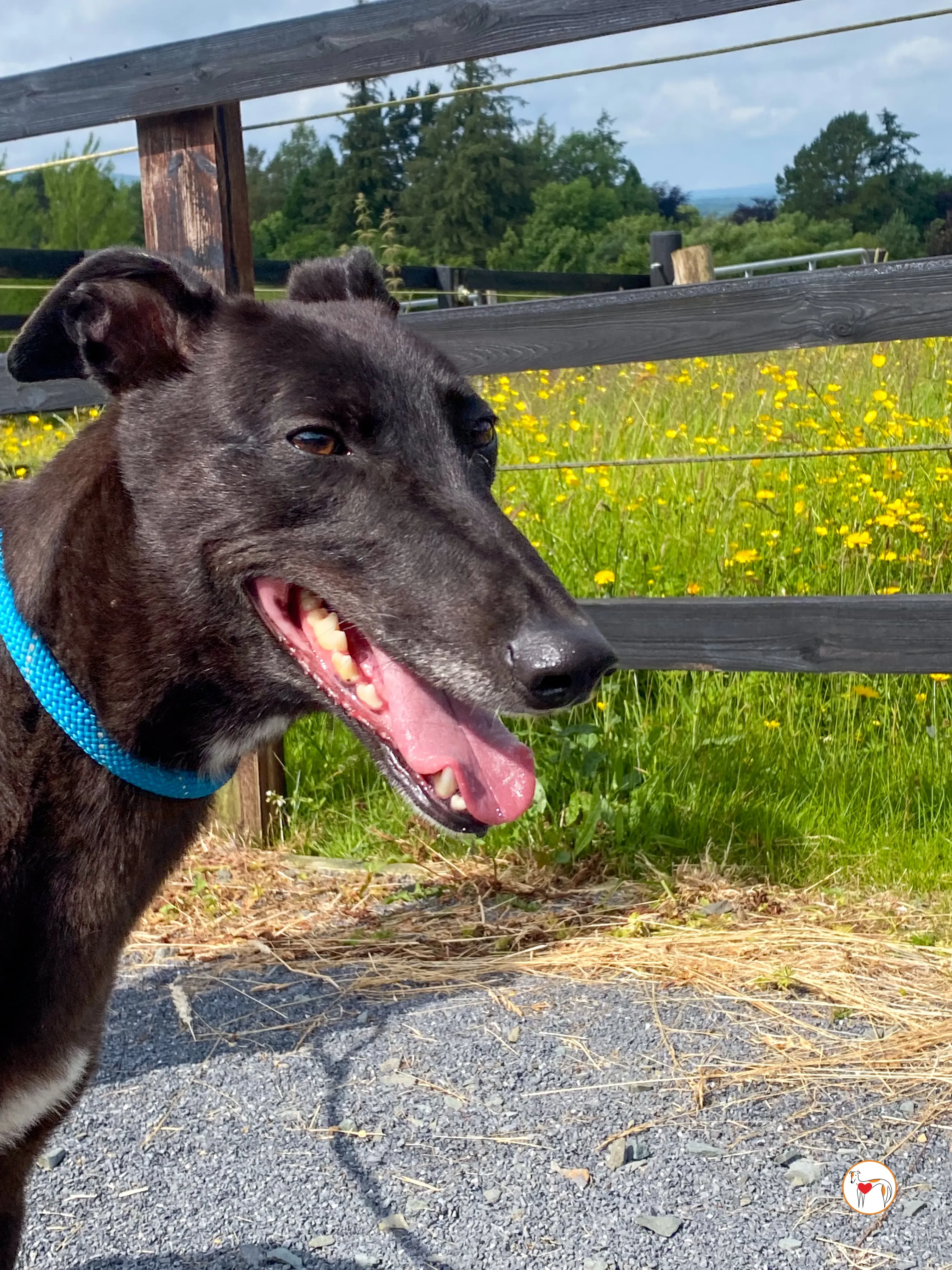 maybelline grey adozione 12