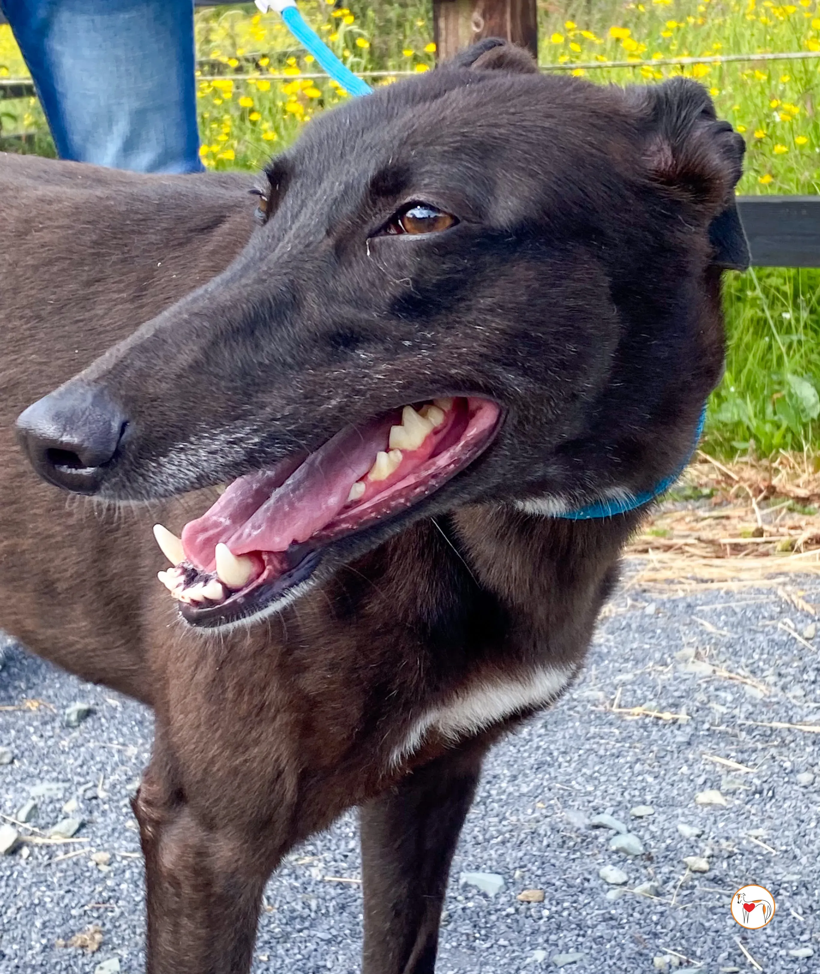 maybelline grey adozione 13