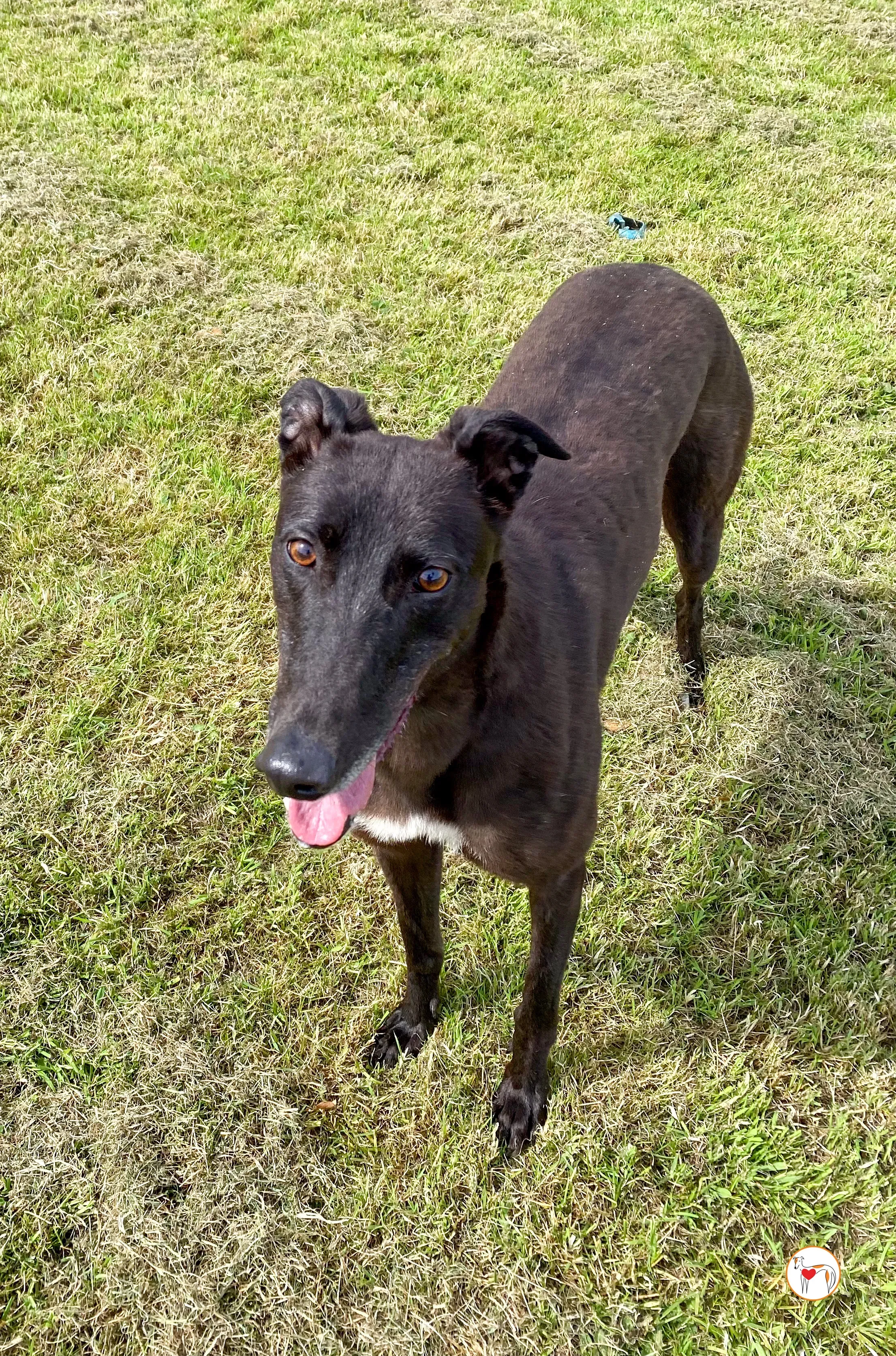 maybelline grey adozione 14