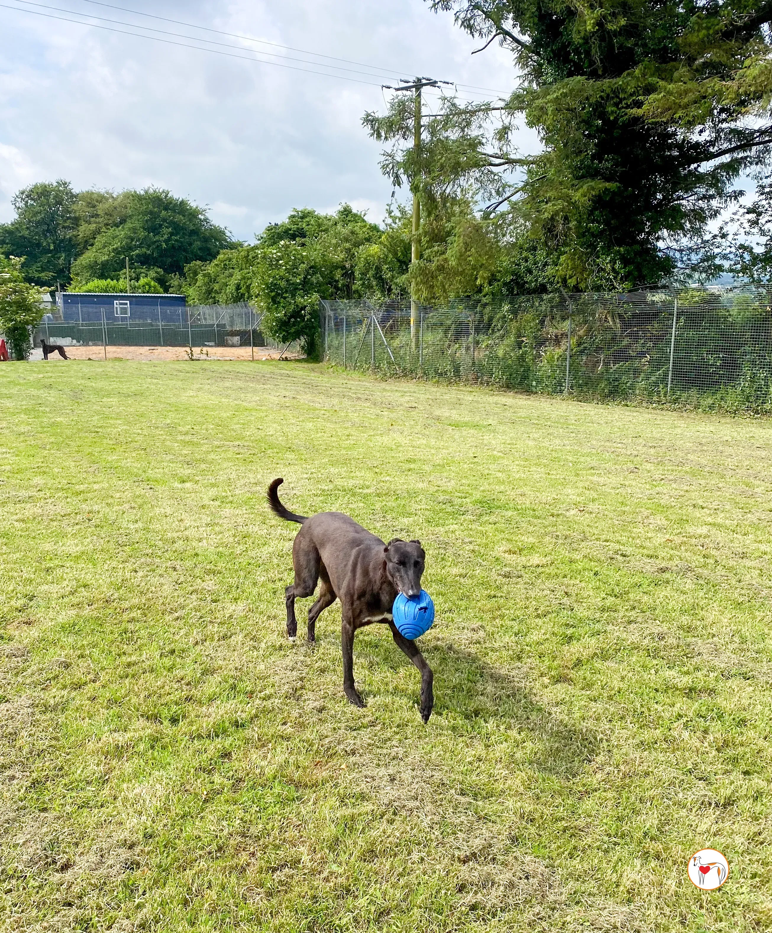 maybelline grey adozione 15