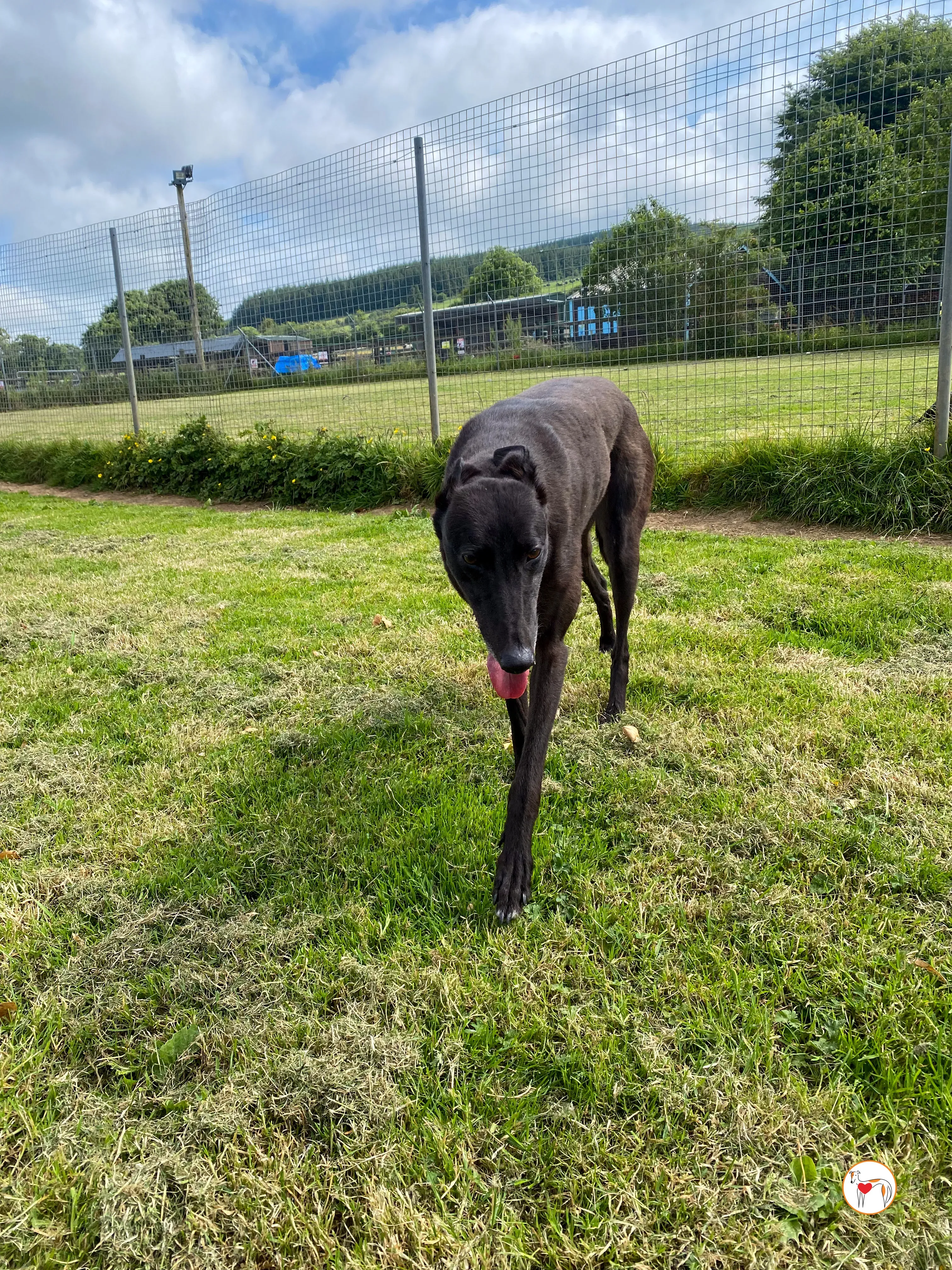 maybelline grey adozione 17