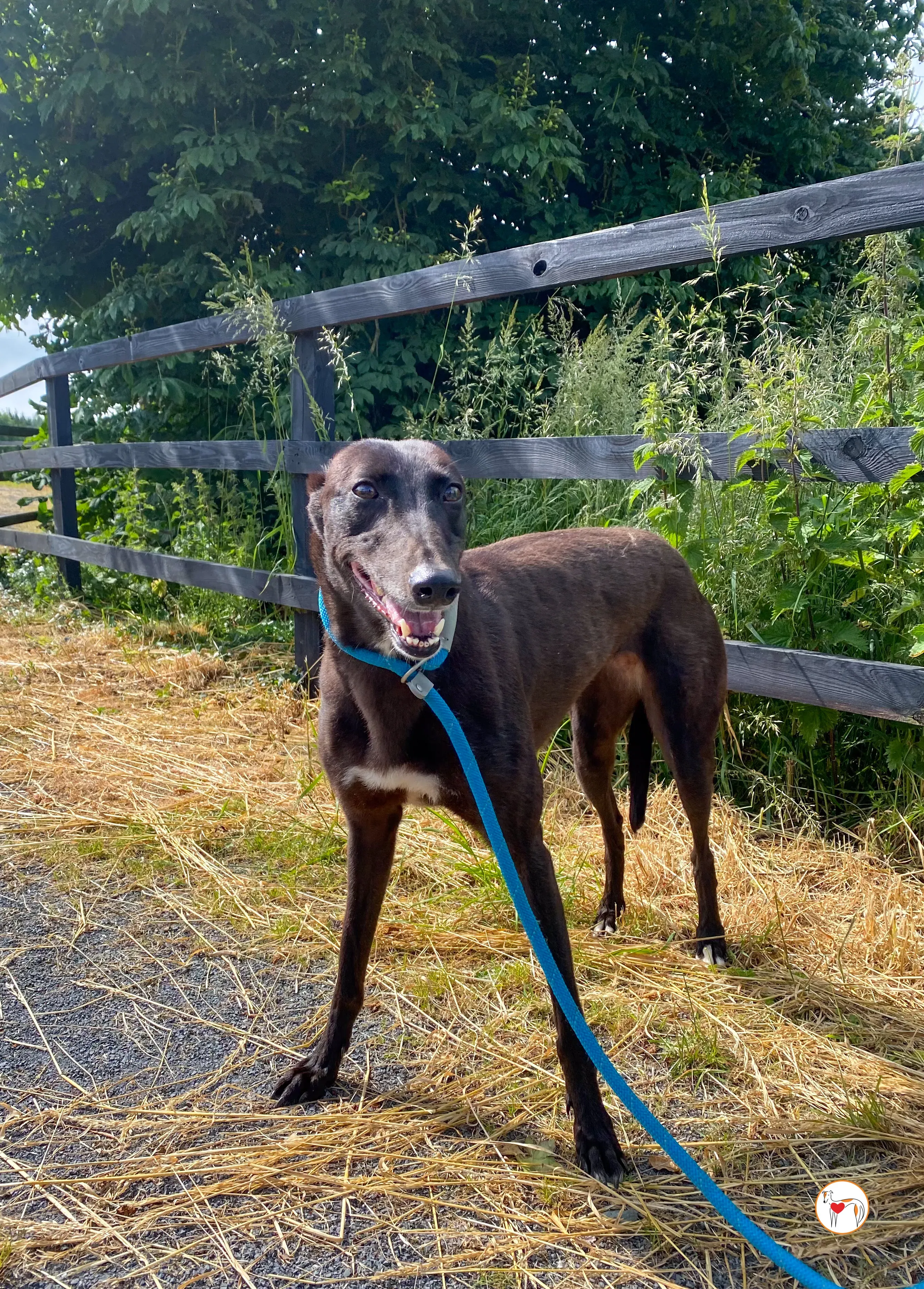 maybelline grey adozione 2