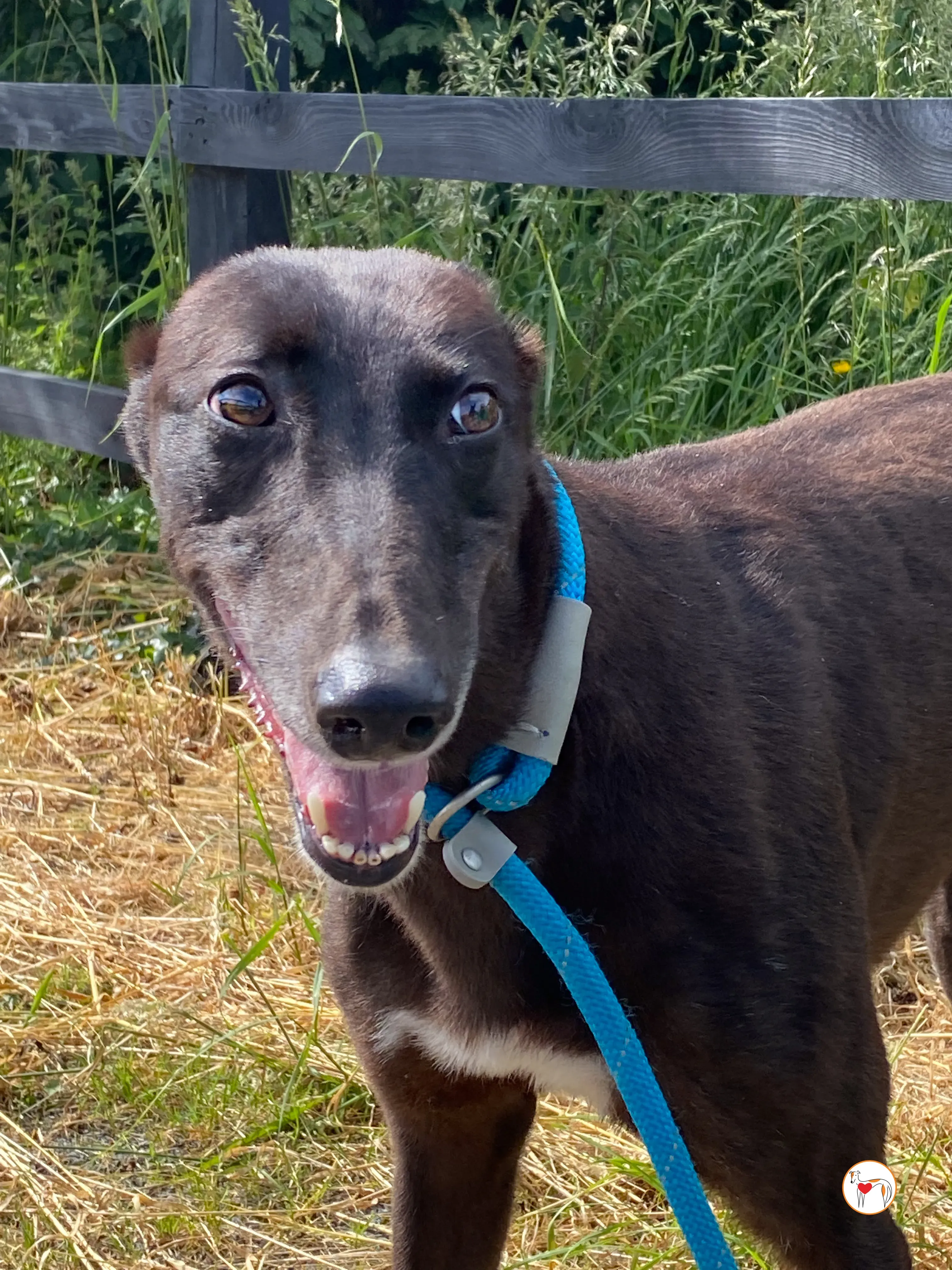 maybelline grey adozione 4