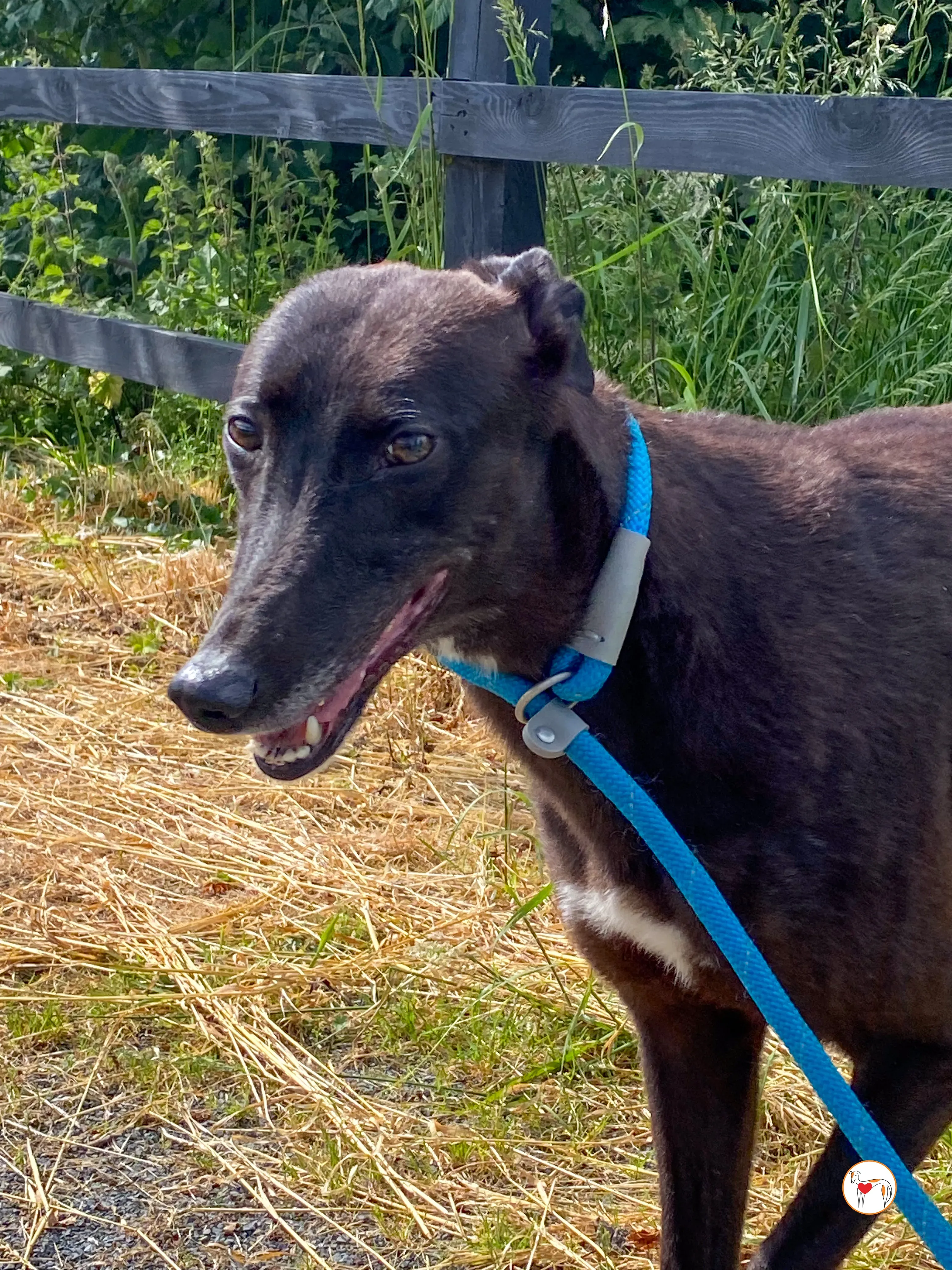 maybelline grey adozione 5