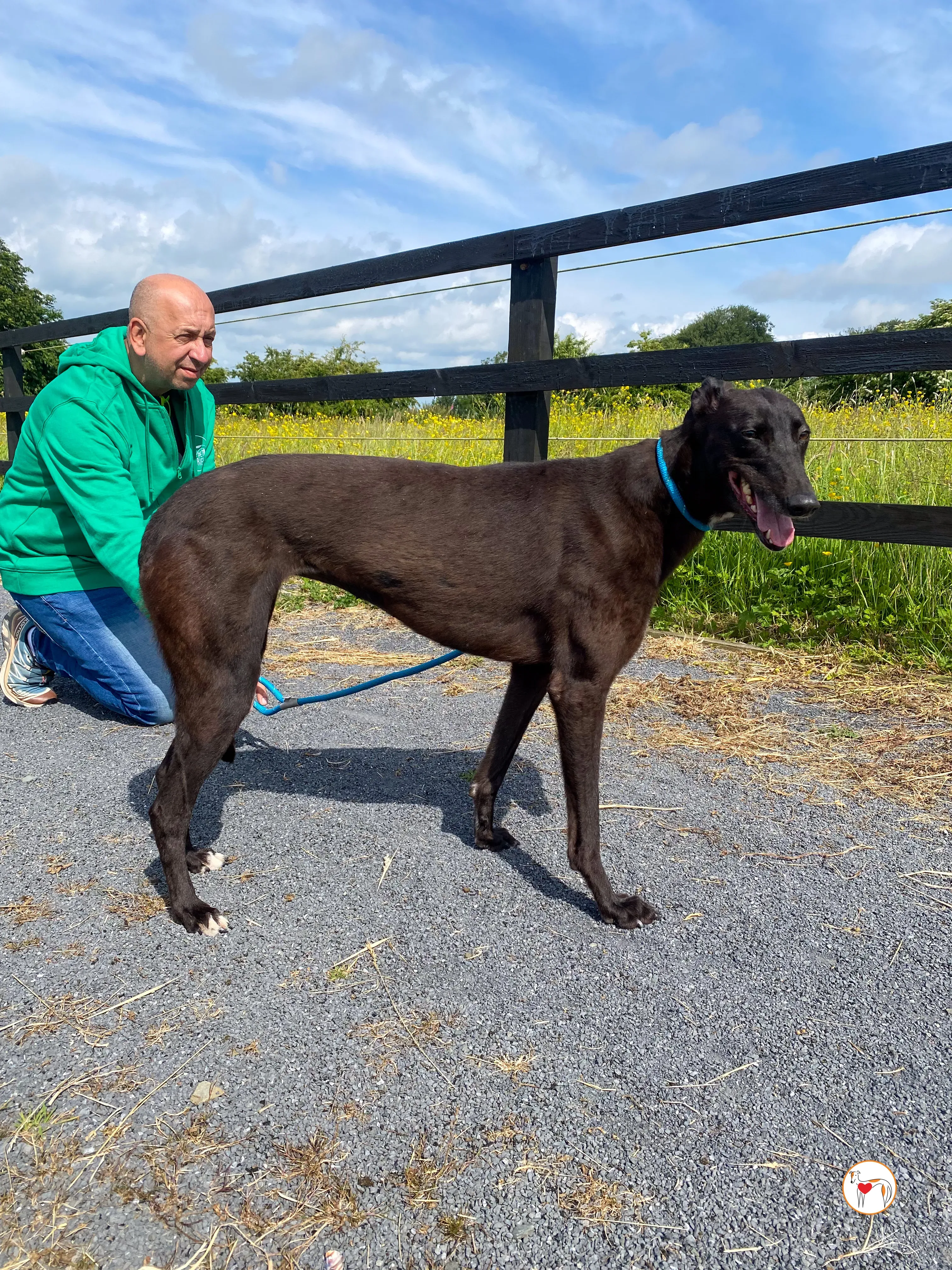 maybelline grey adozione 6