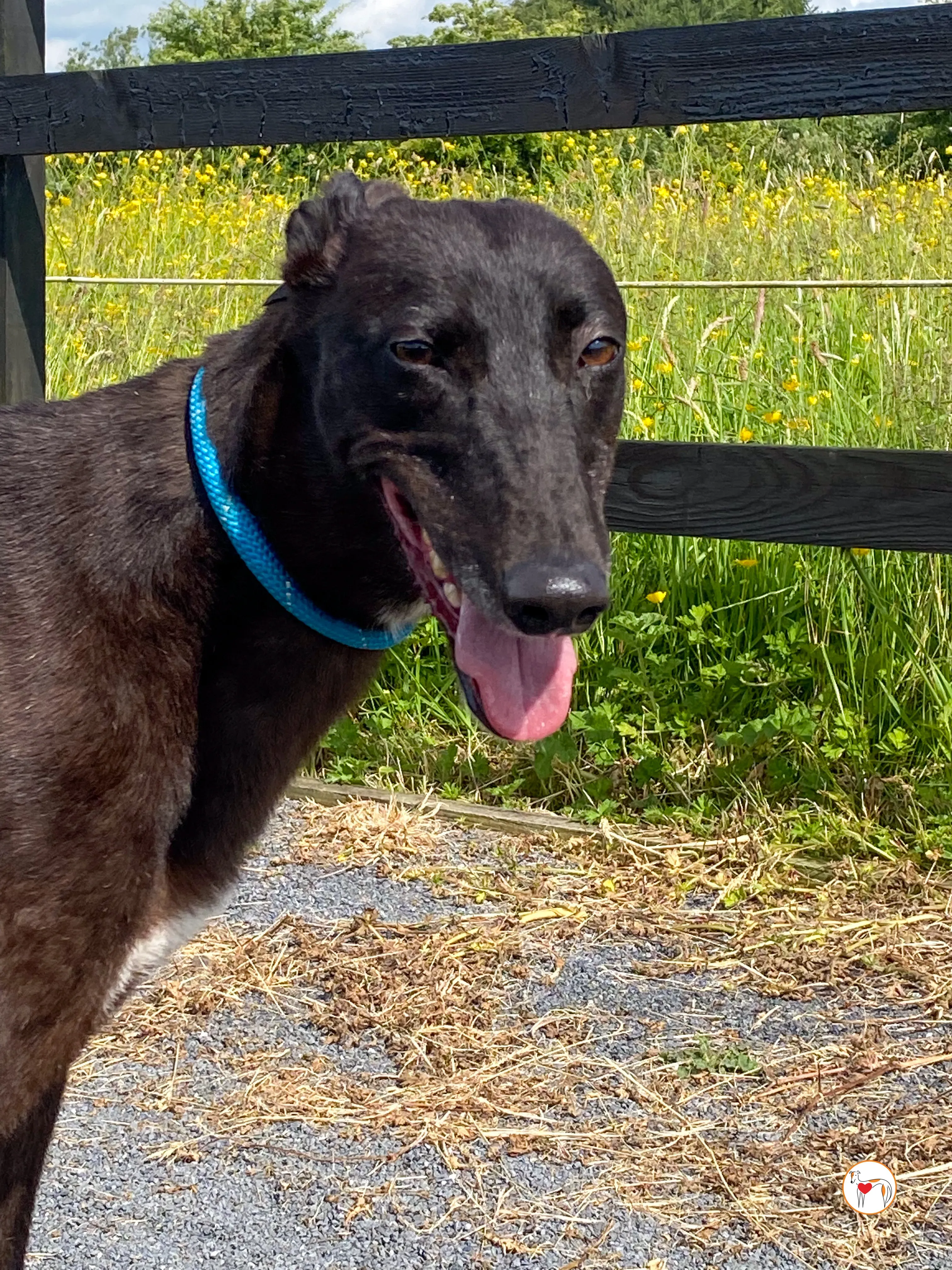 maybelline grey adozione 8