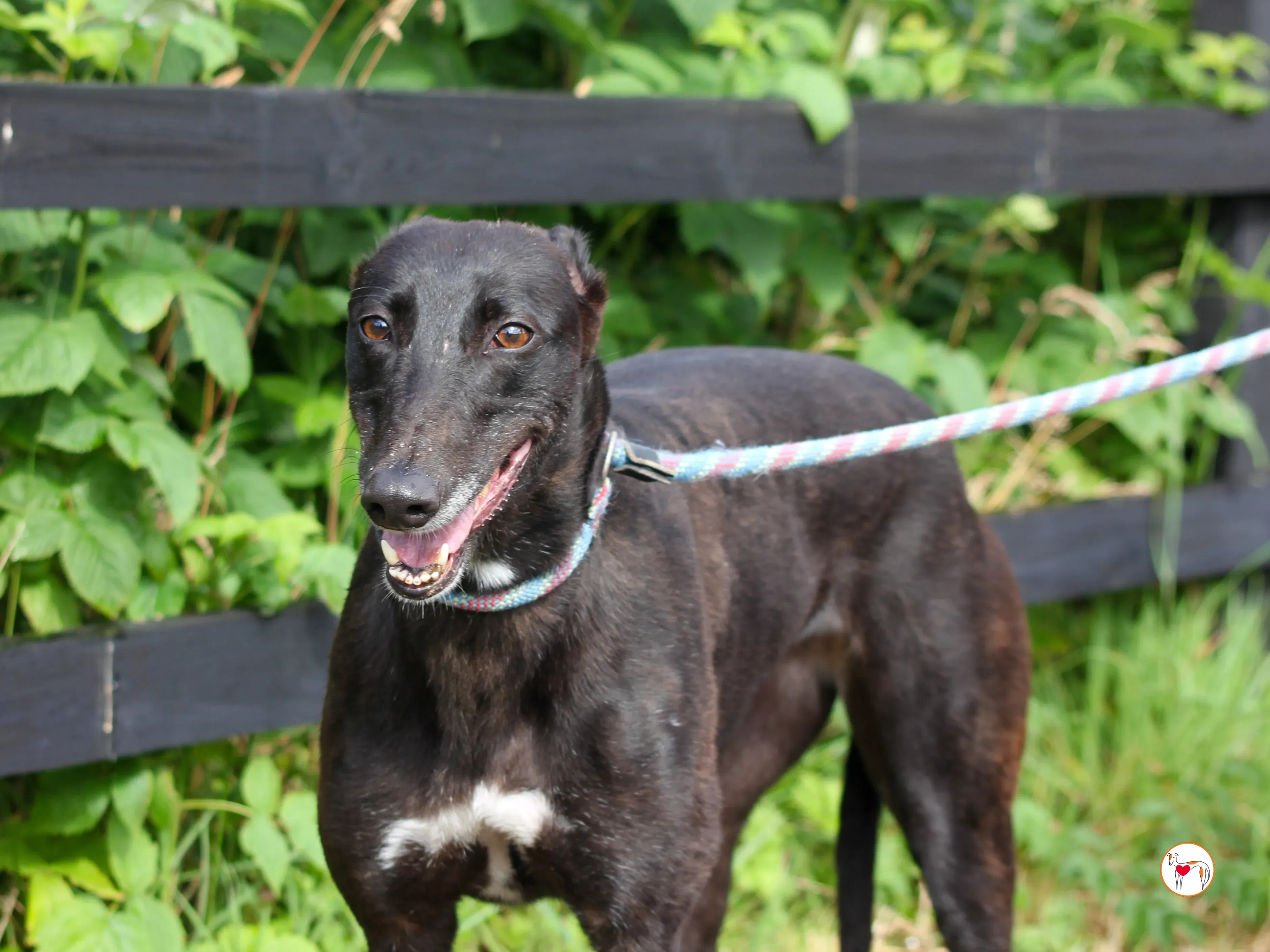 maybelline grey adozione 01