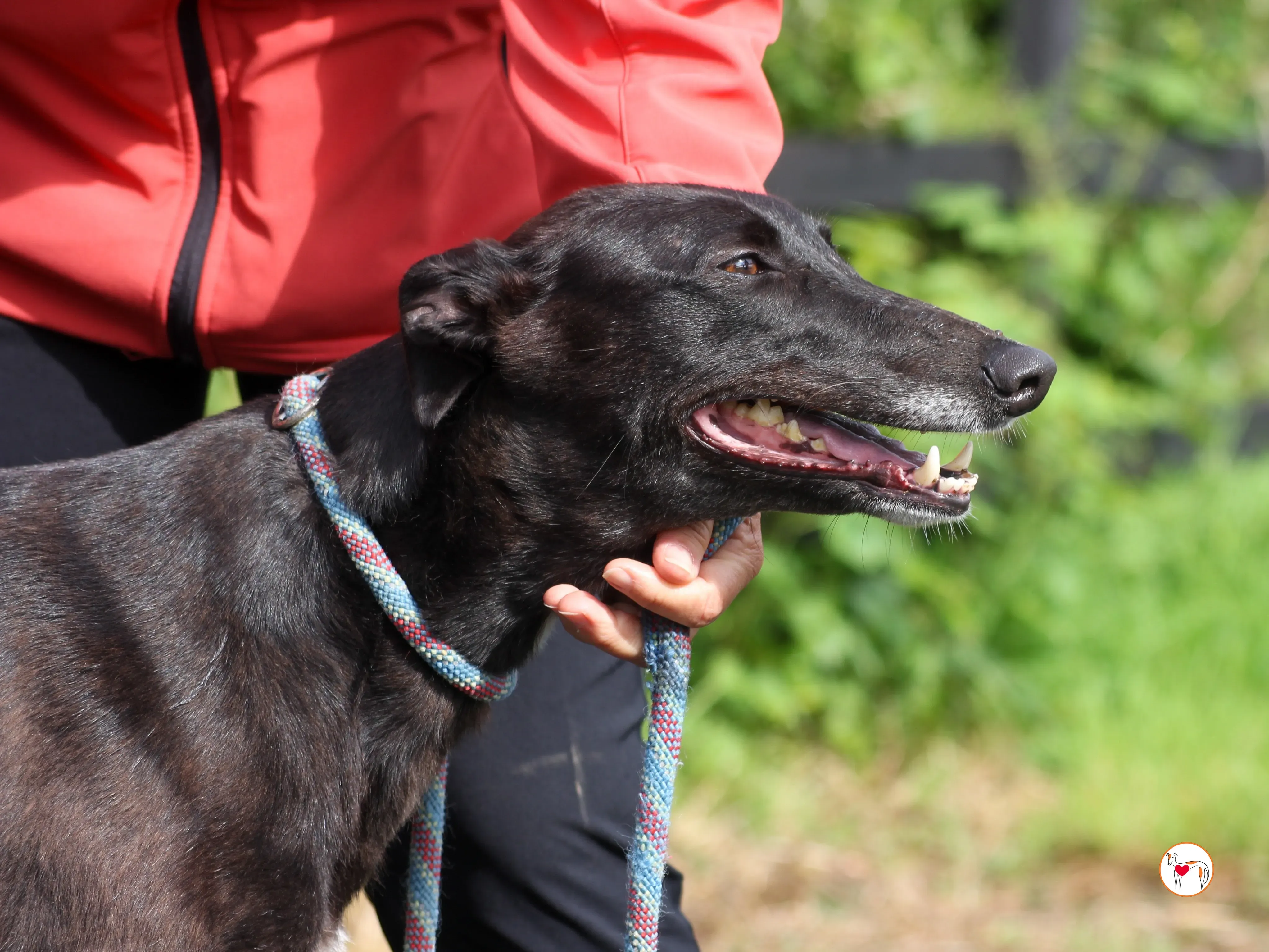 maybelline grey adozione 03