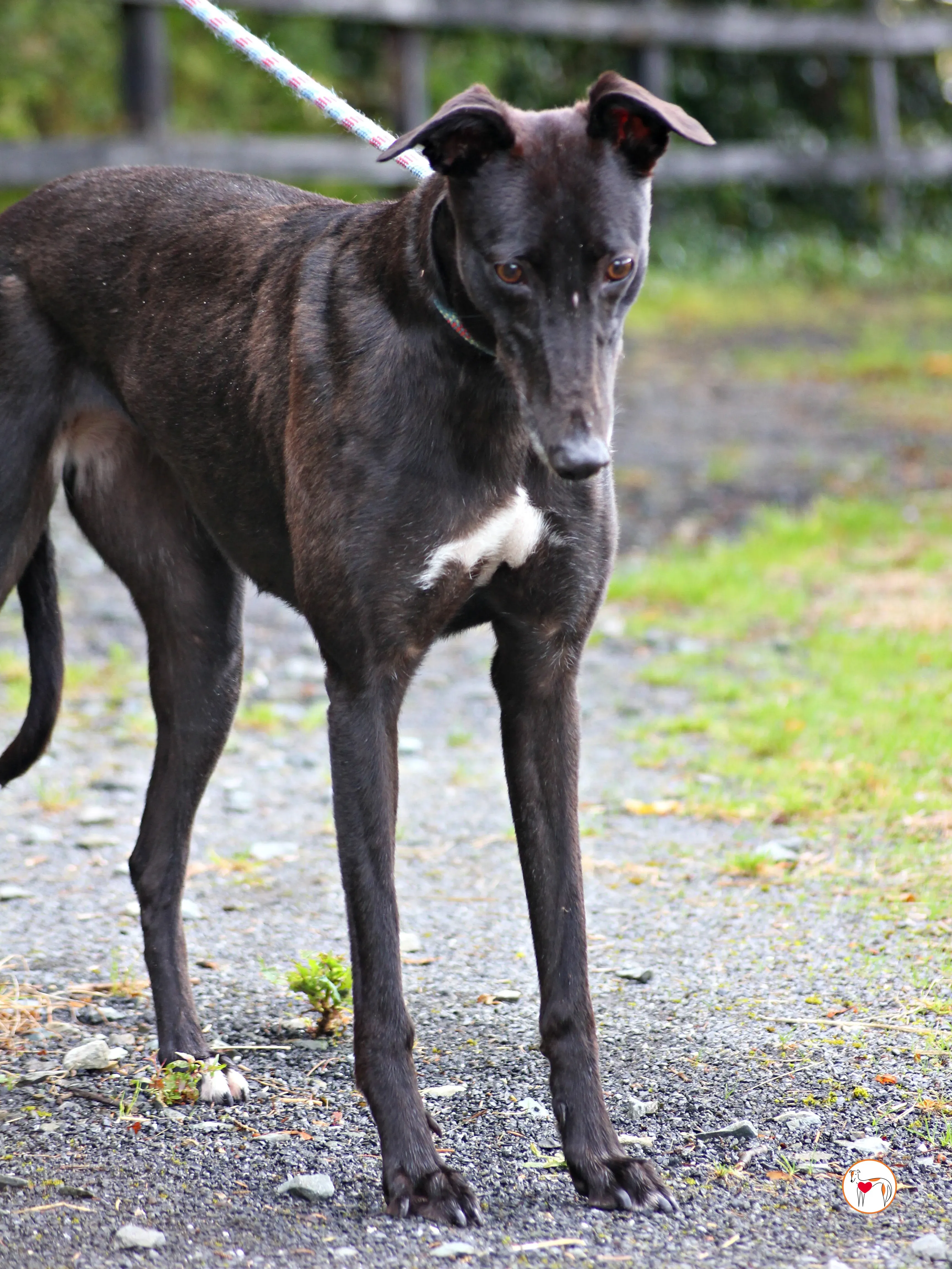 maybelline grey adozione 04