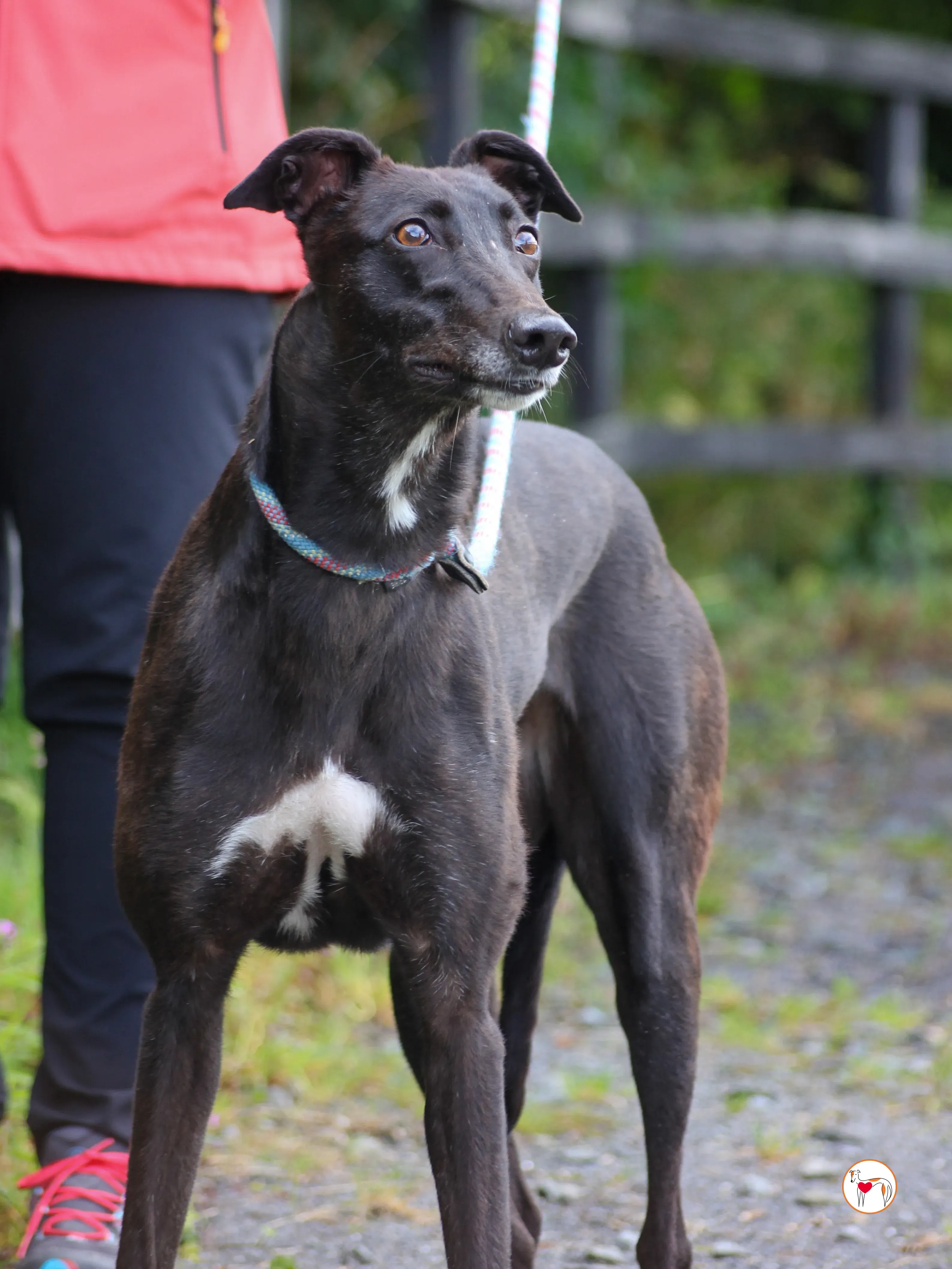 maybelline grey adozione 05