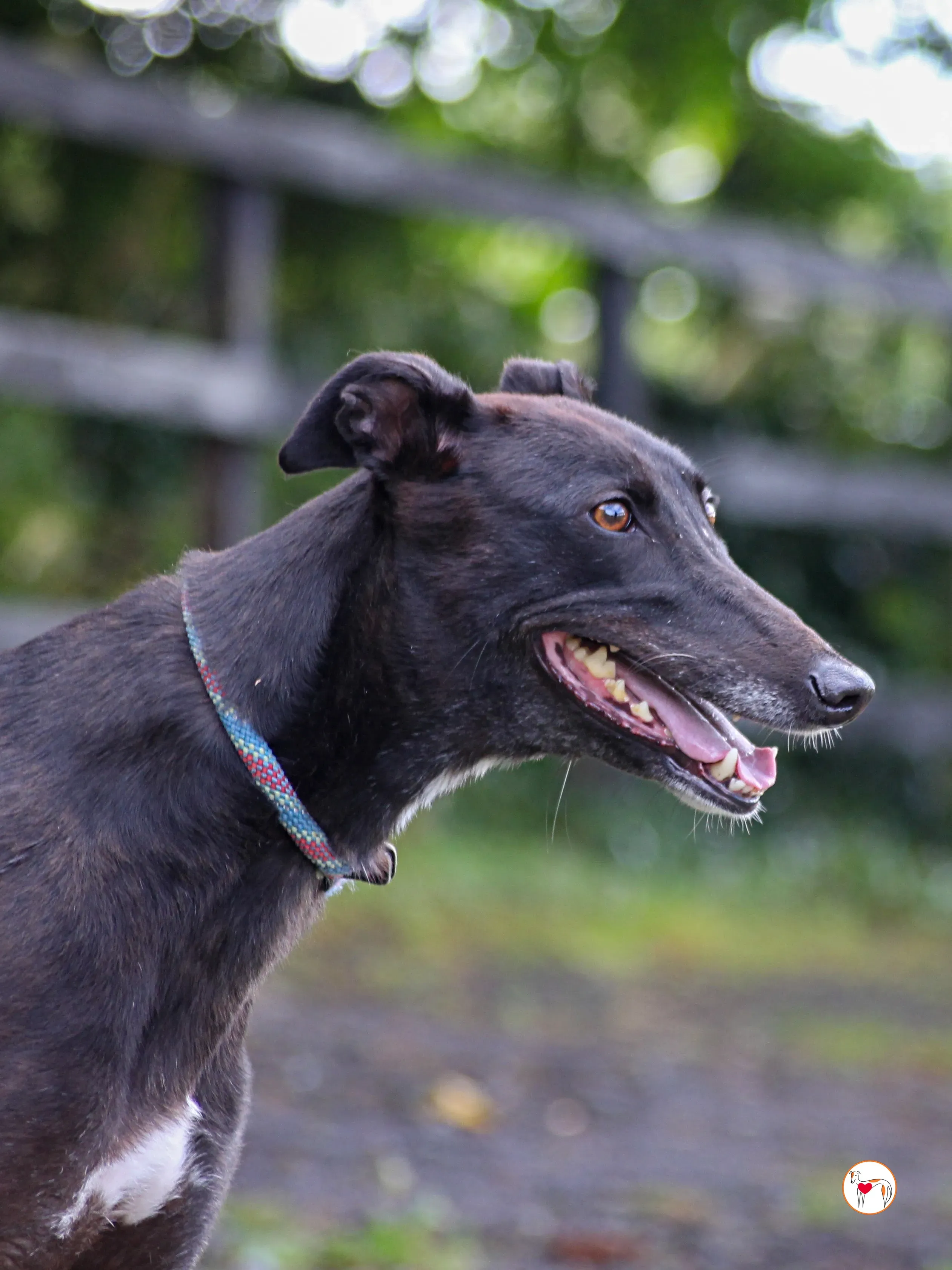 maybelline grey adozione 06