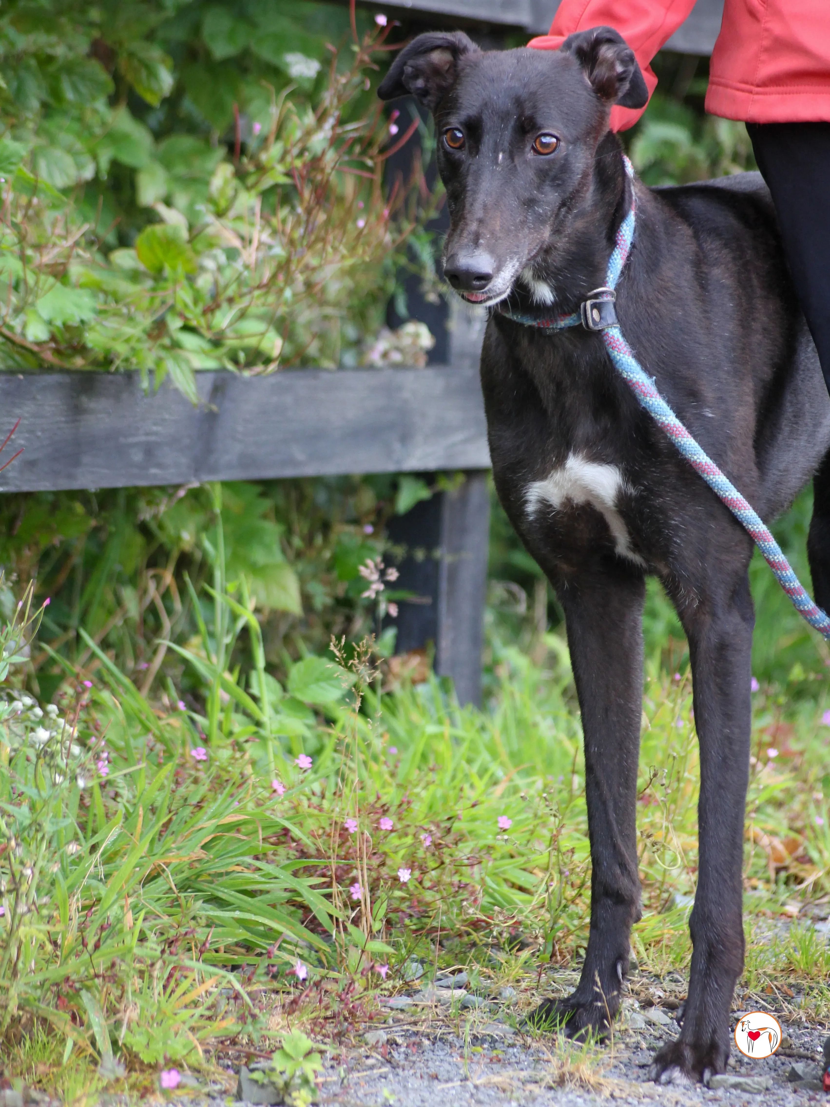 maybelline grey adozione 07