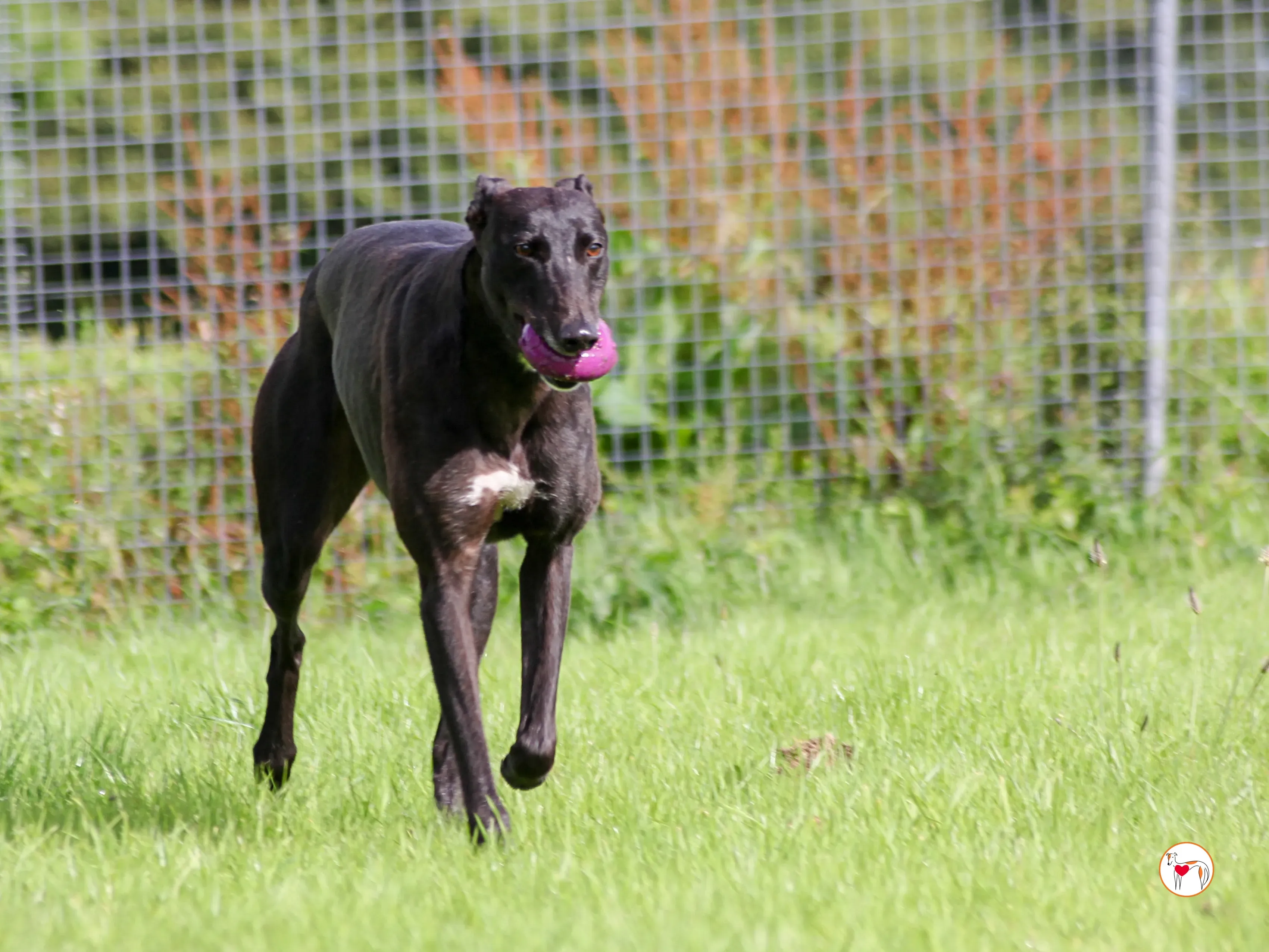 maybelline grey adozione 09