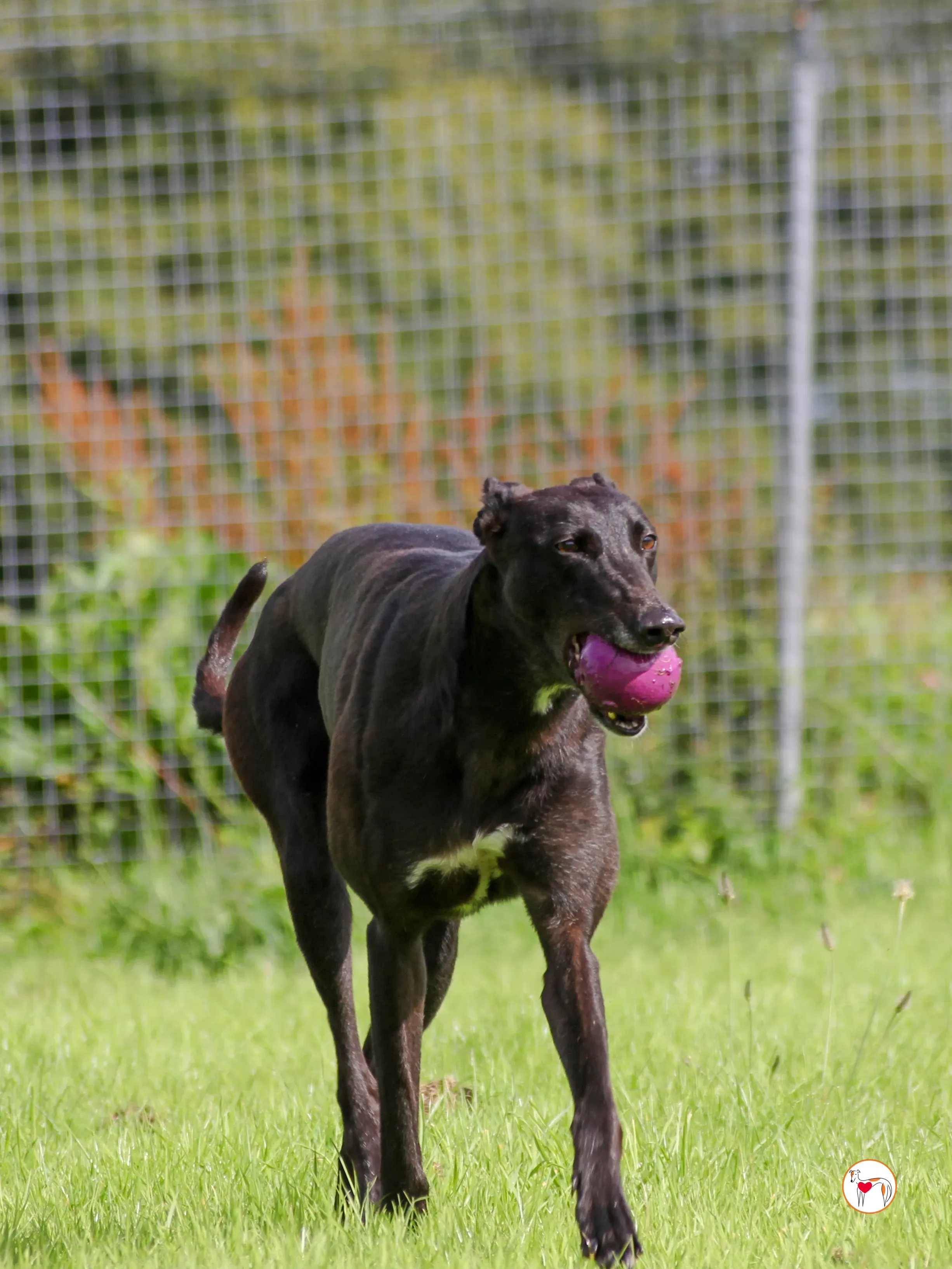 maybelline grey adozione 10