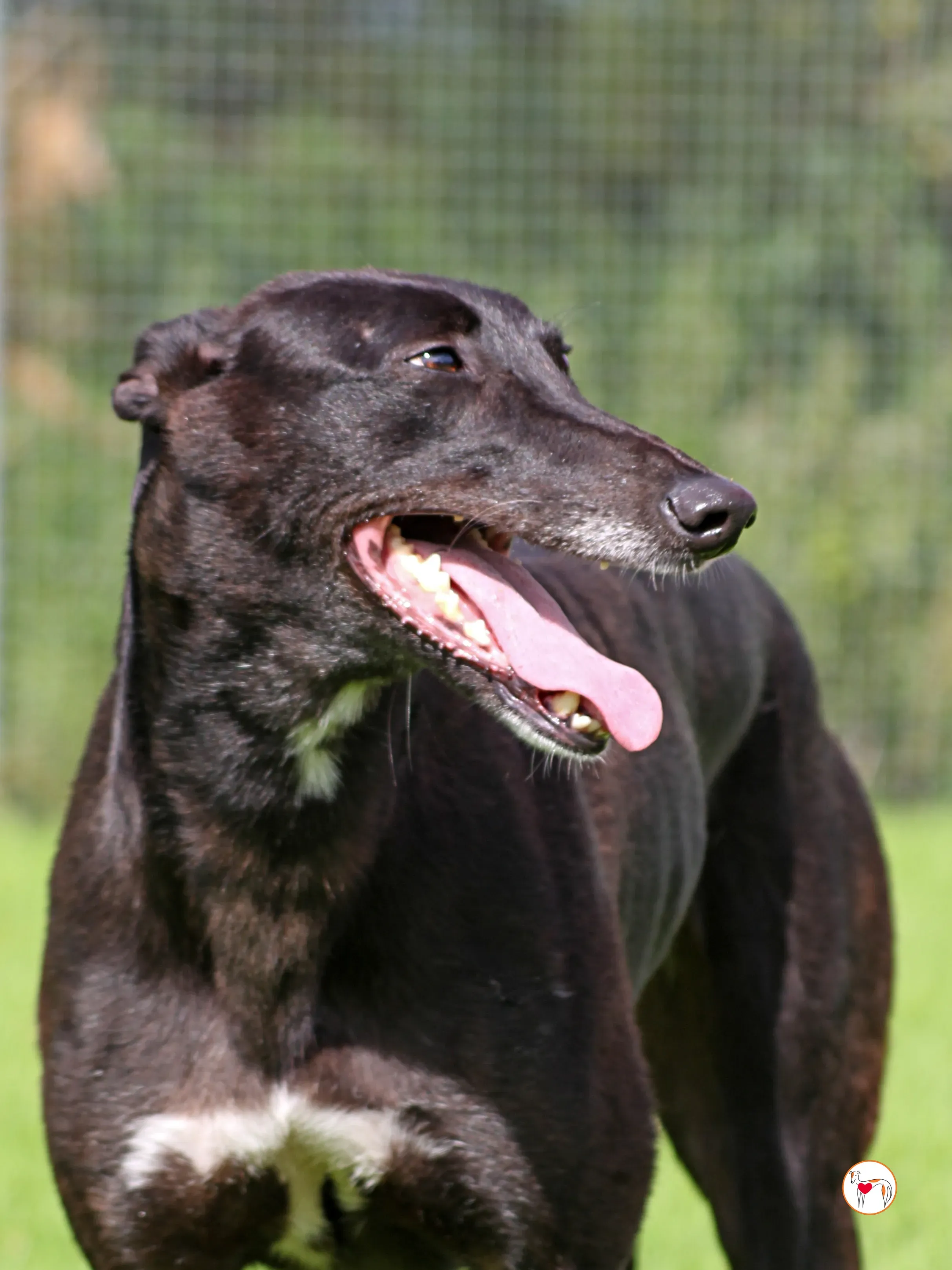 maybelline grey adozione 11