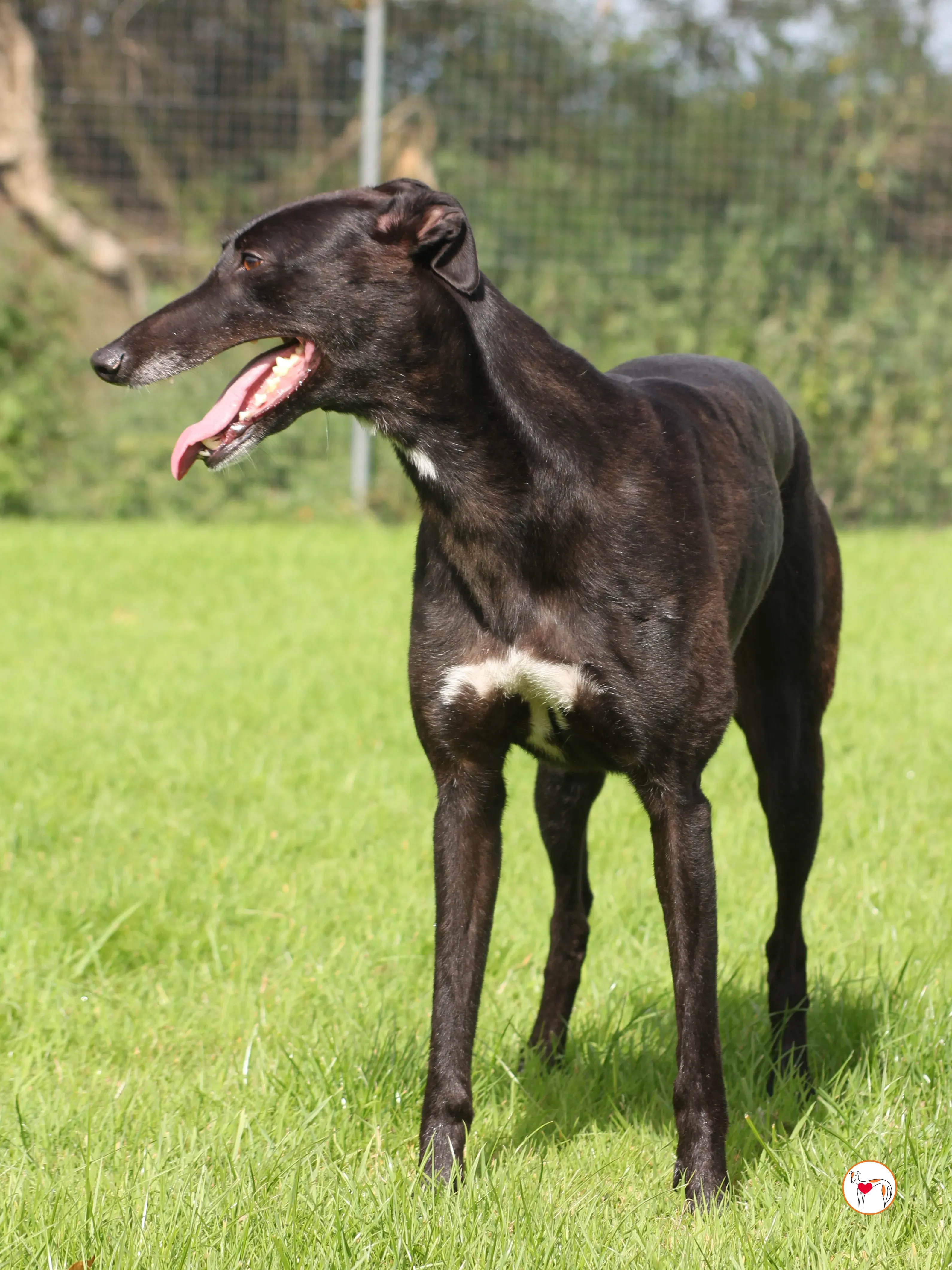 maybelline grey adozione 12