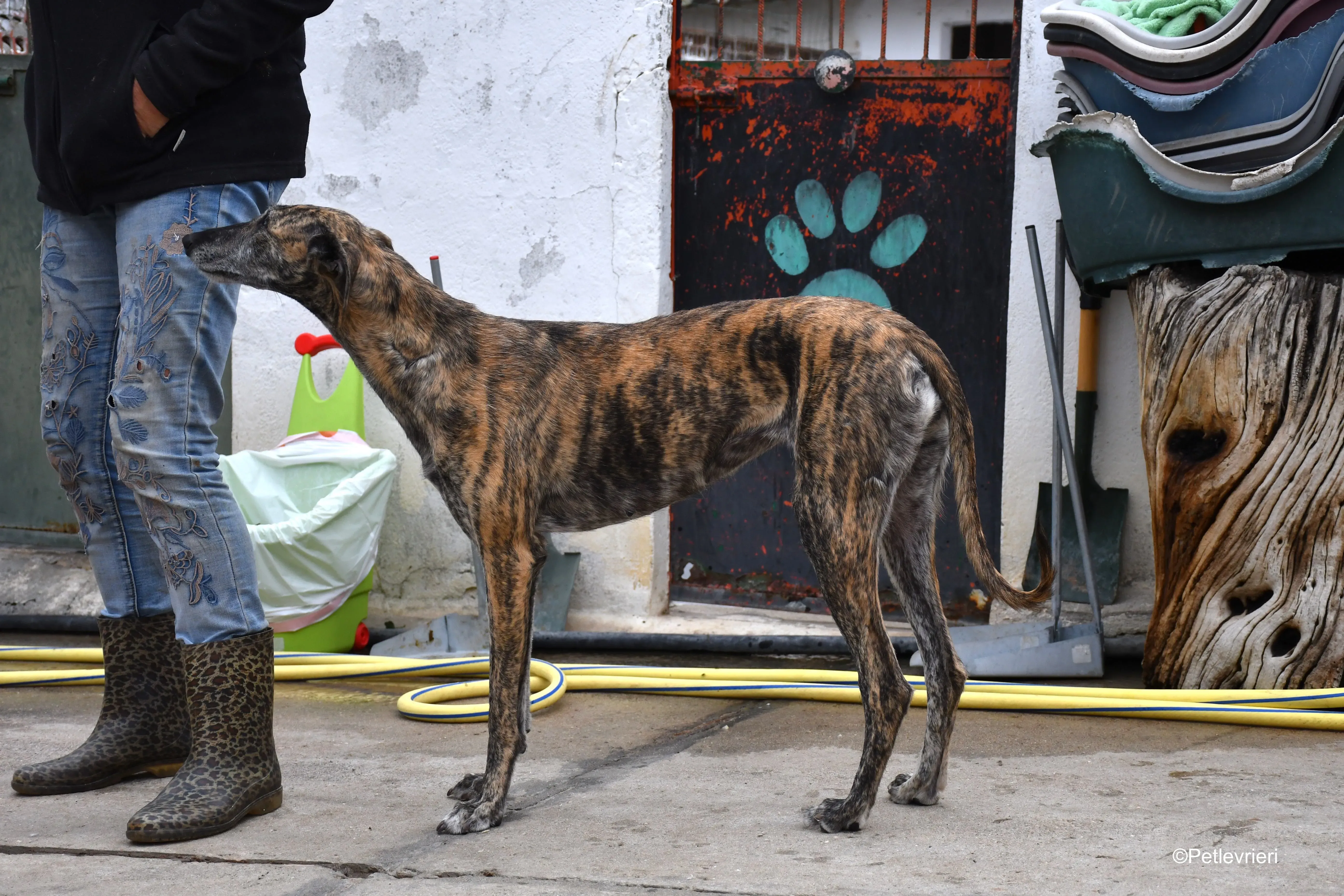 medea adozione levrieri galgo 1