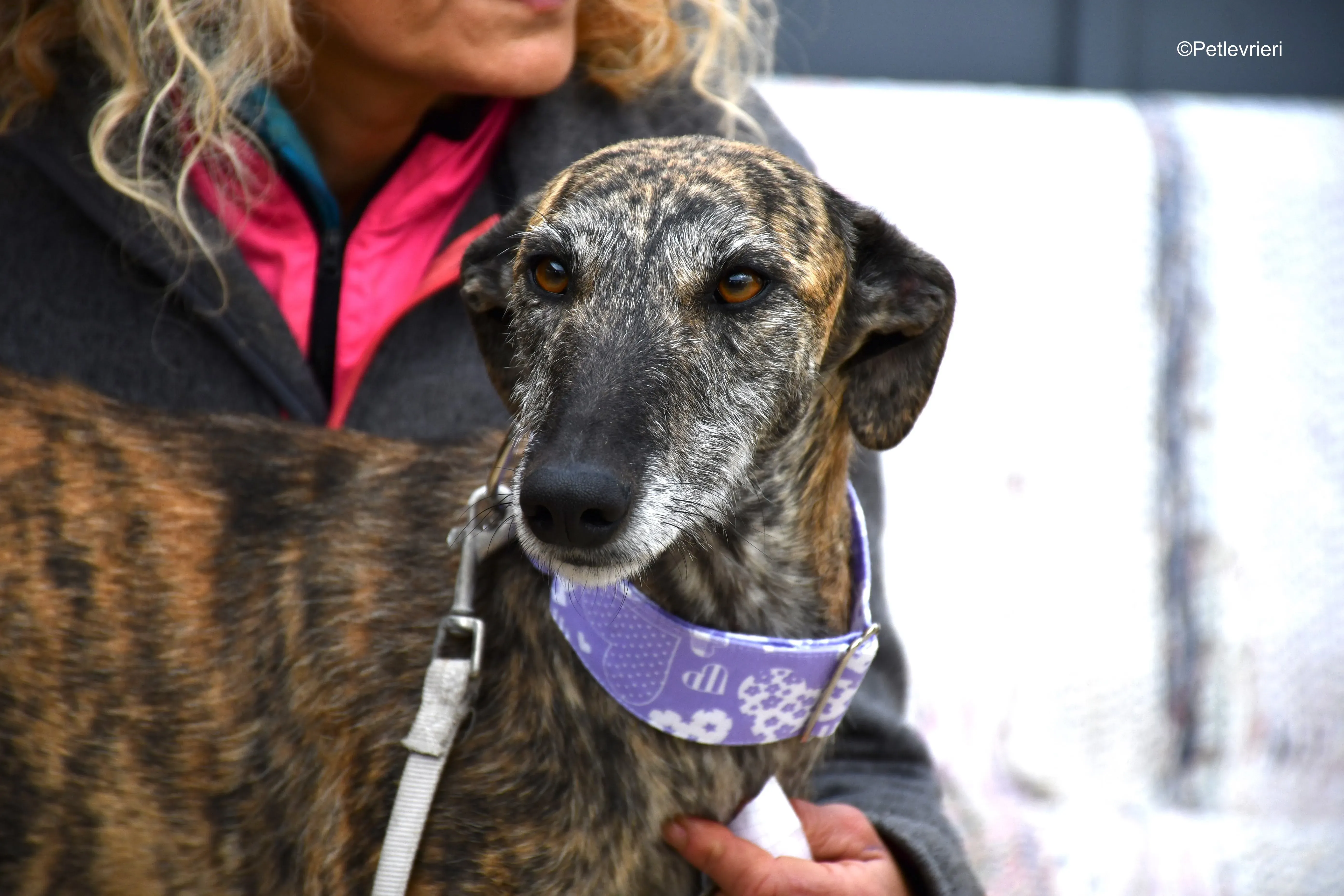 medea adozione levrieri galgo 10