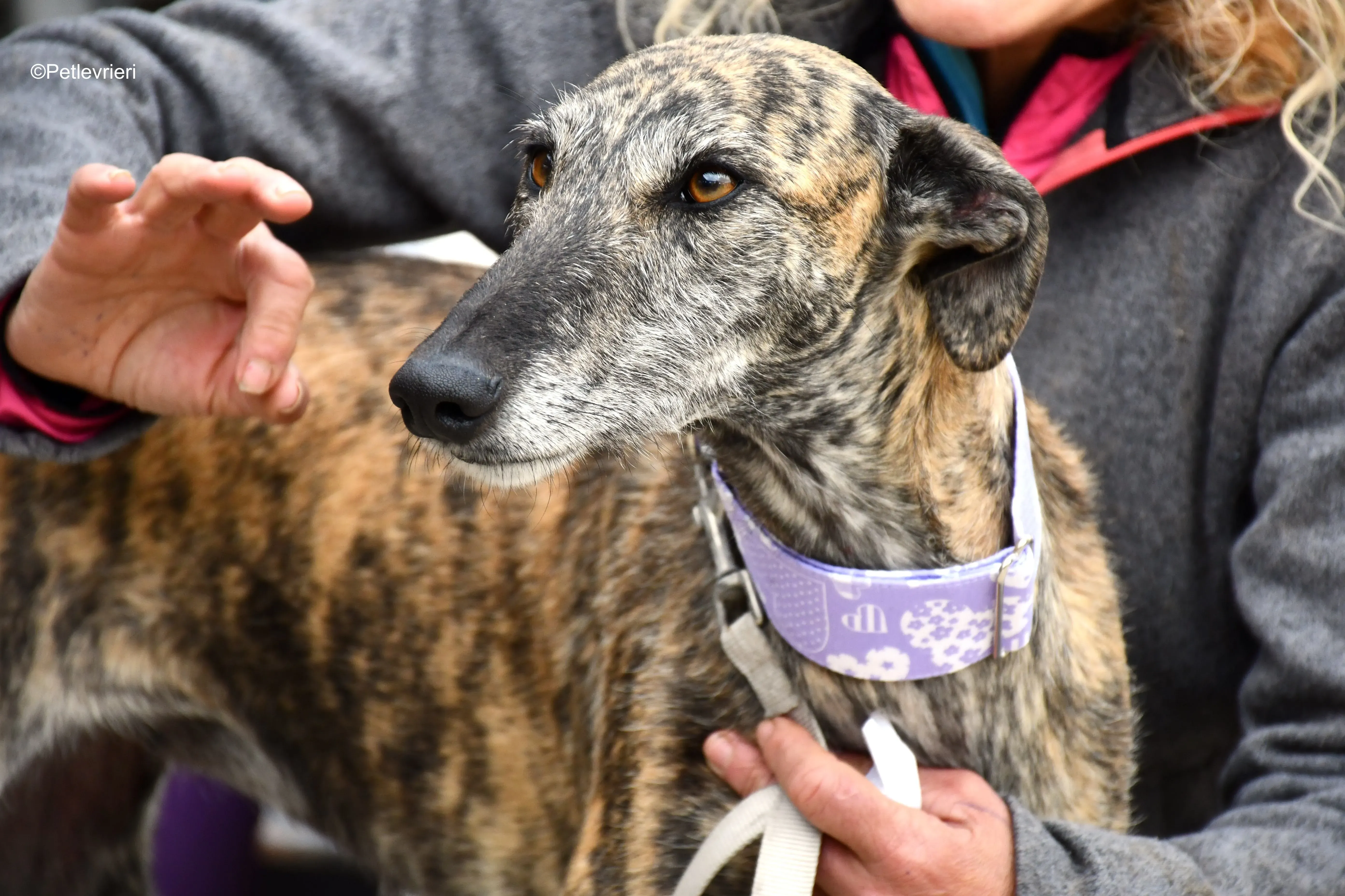 medea adozione levrieri galgo 11