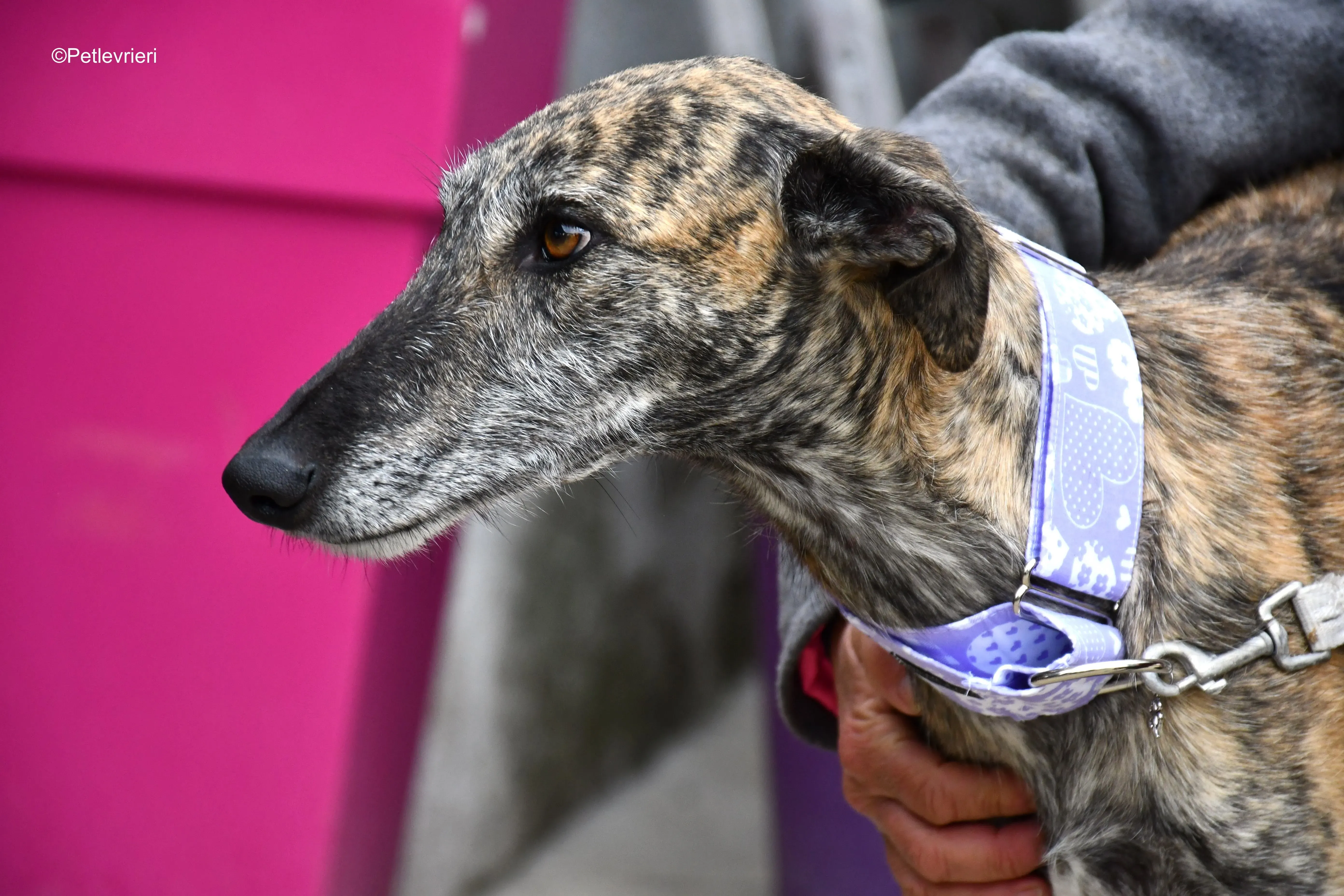 medea adozione levrieri galgo 12