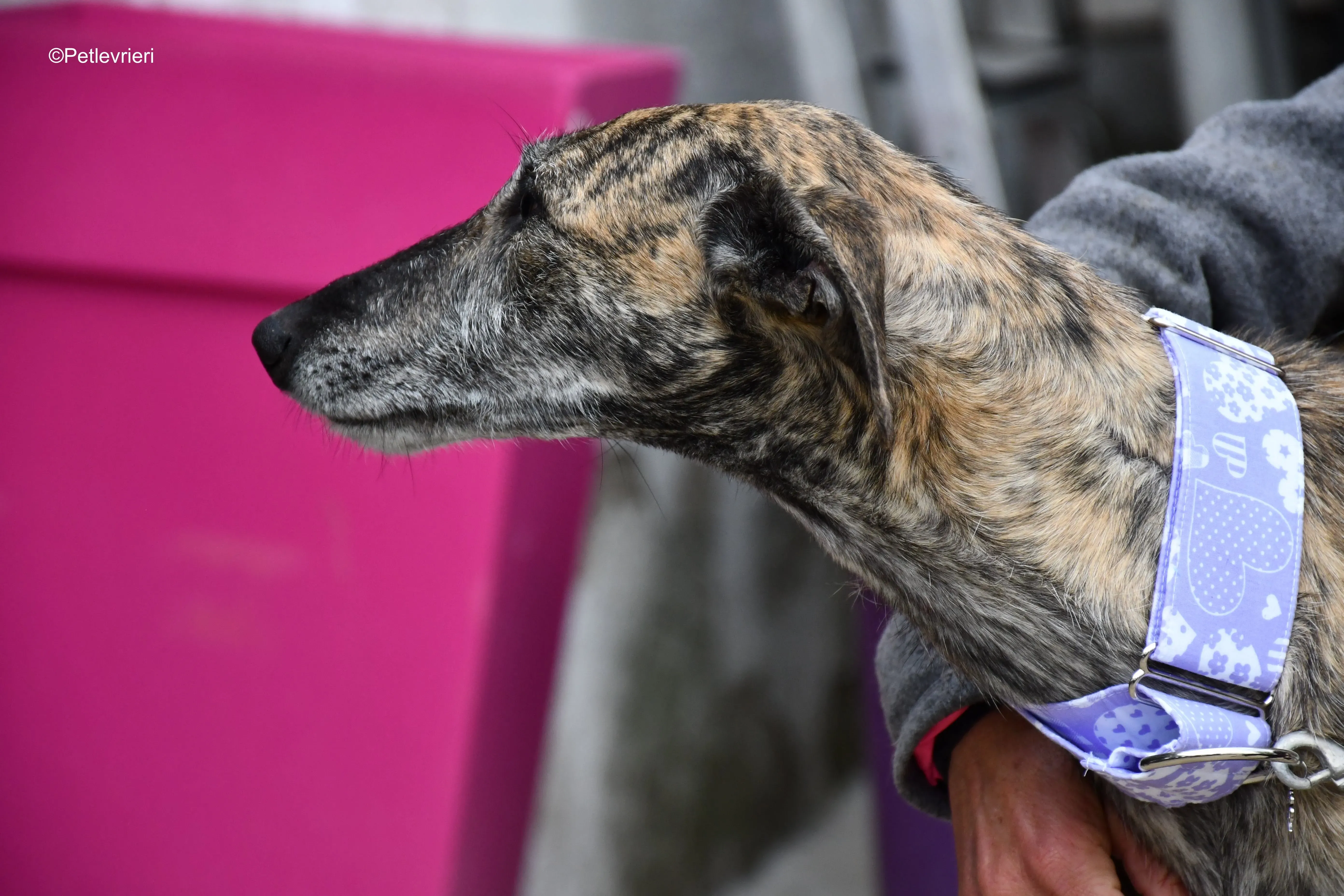 medea adozione levrieri galgo 13