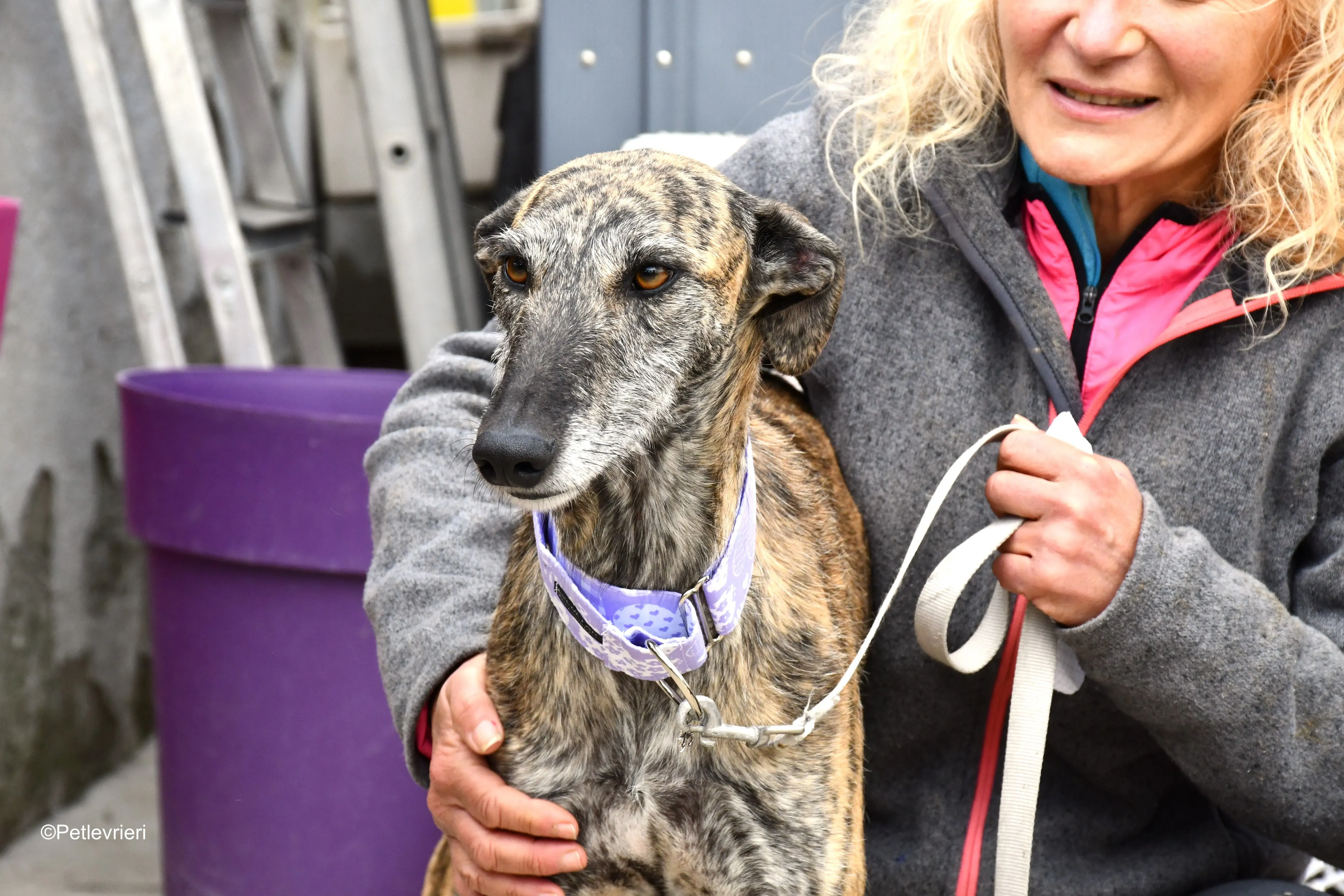 medea adozione levrieri galgo 14