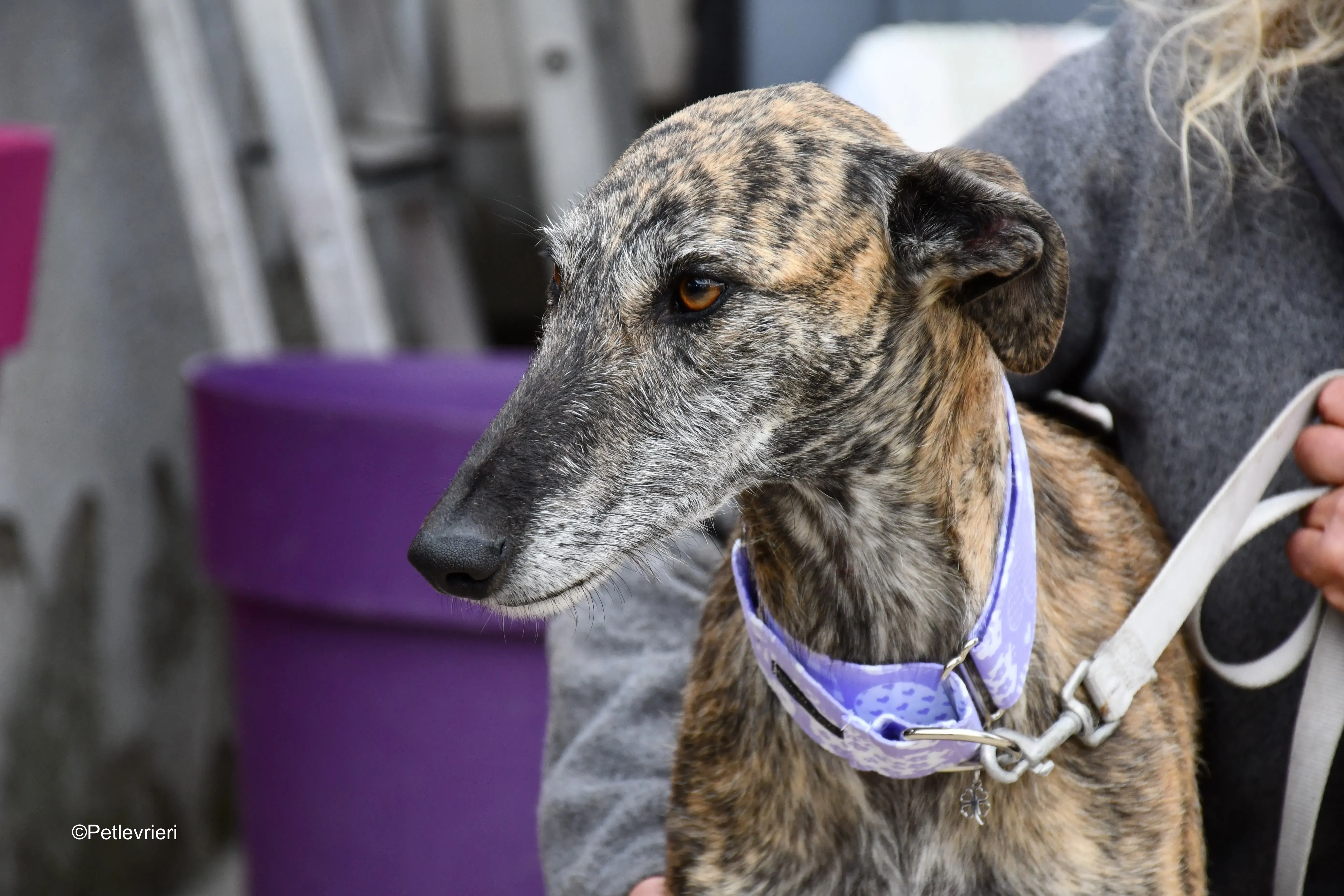 medea adozione levrieri galgo 15