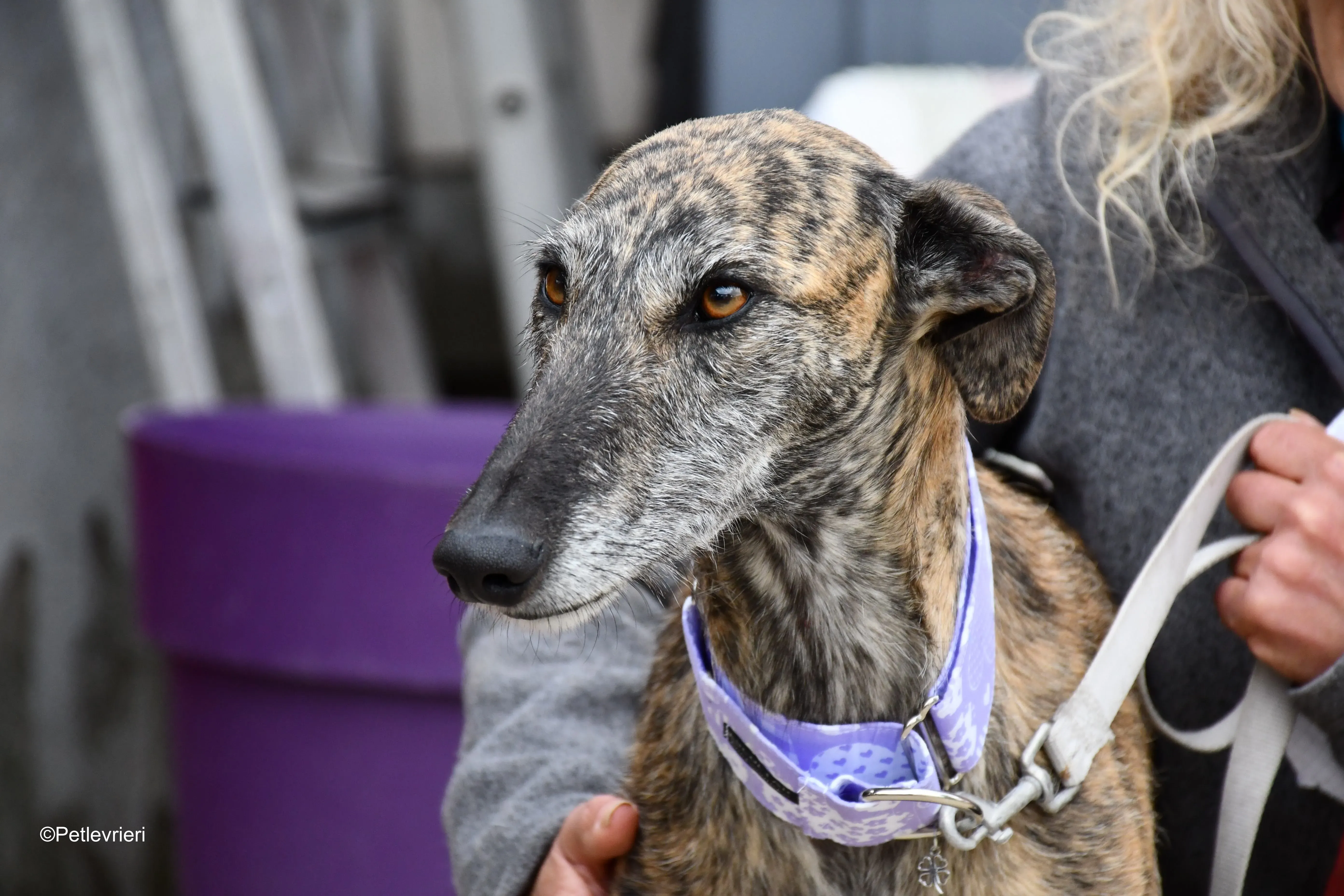 medea adozione levrieri galgo 16