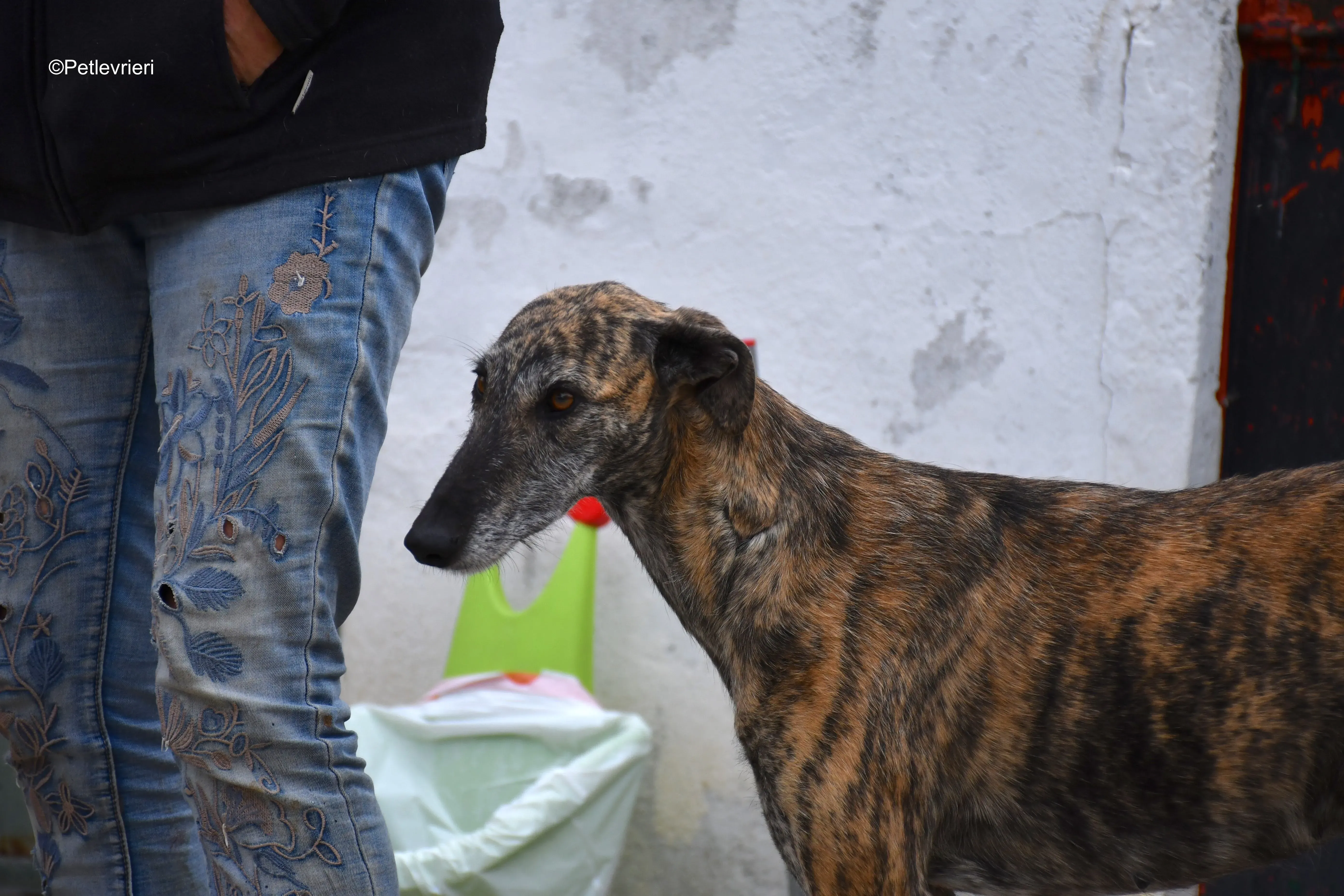 medea adozione levrieri galgo 2