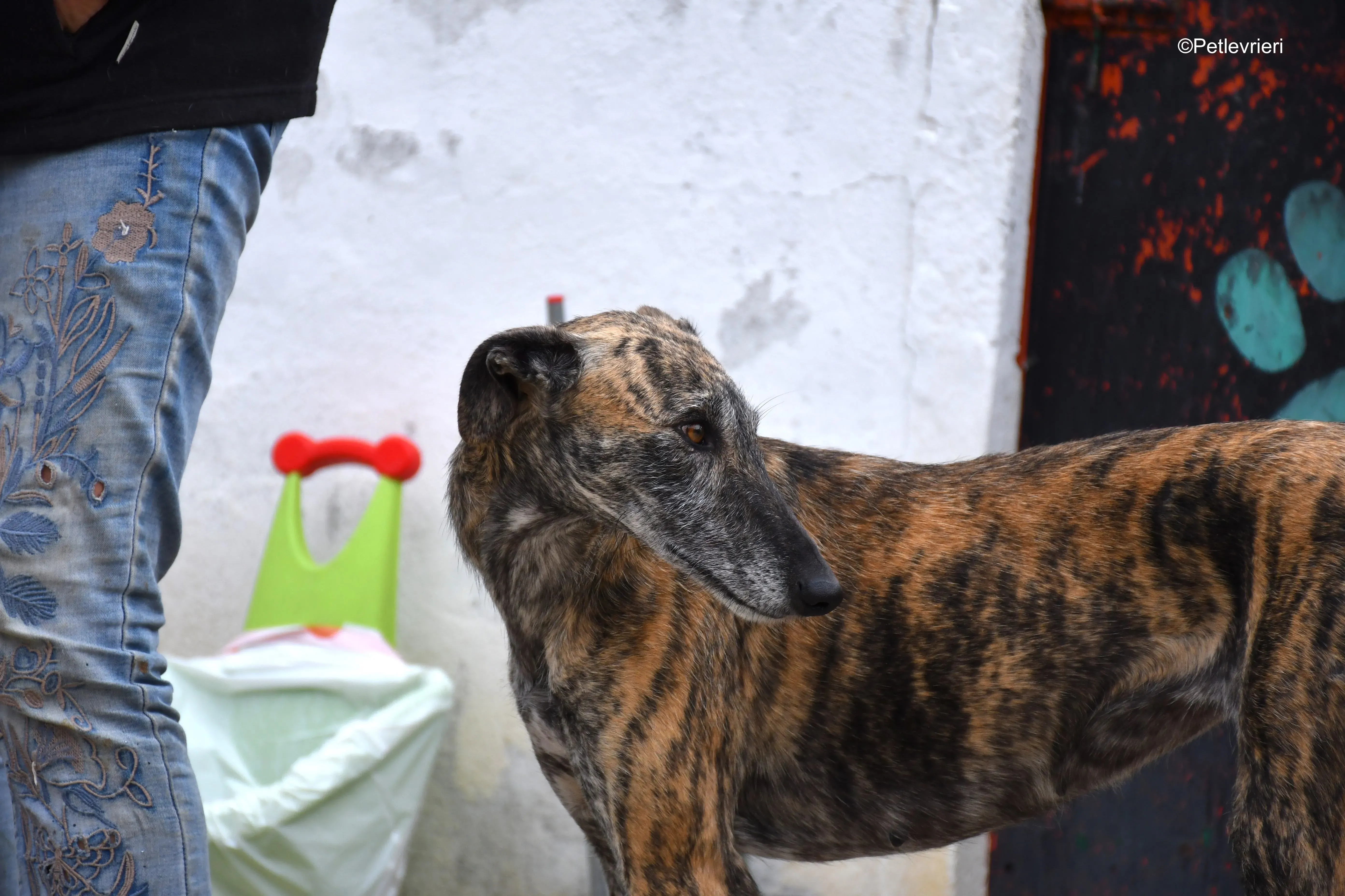 medea adozione levrieri galgo 3