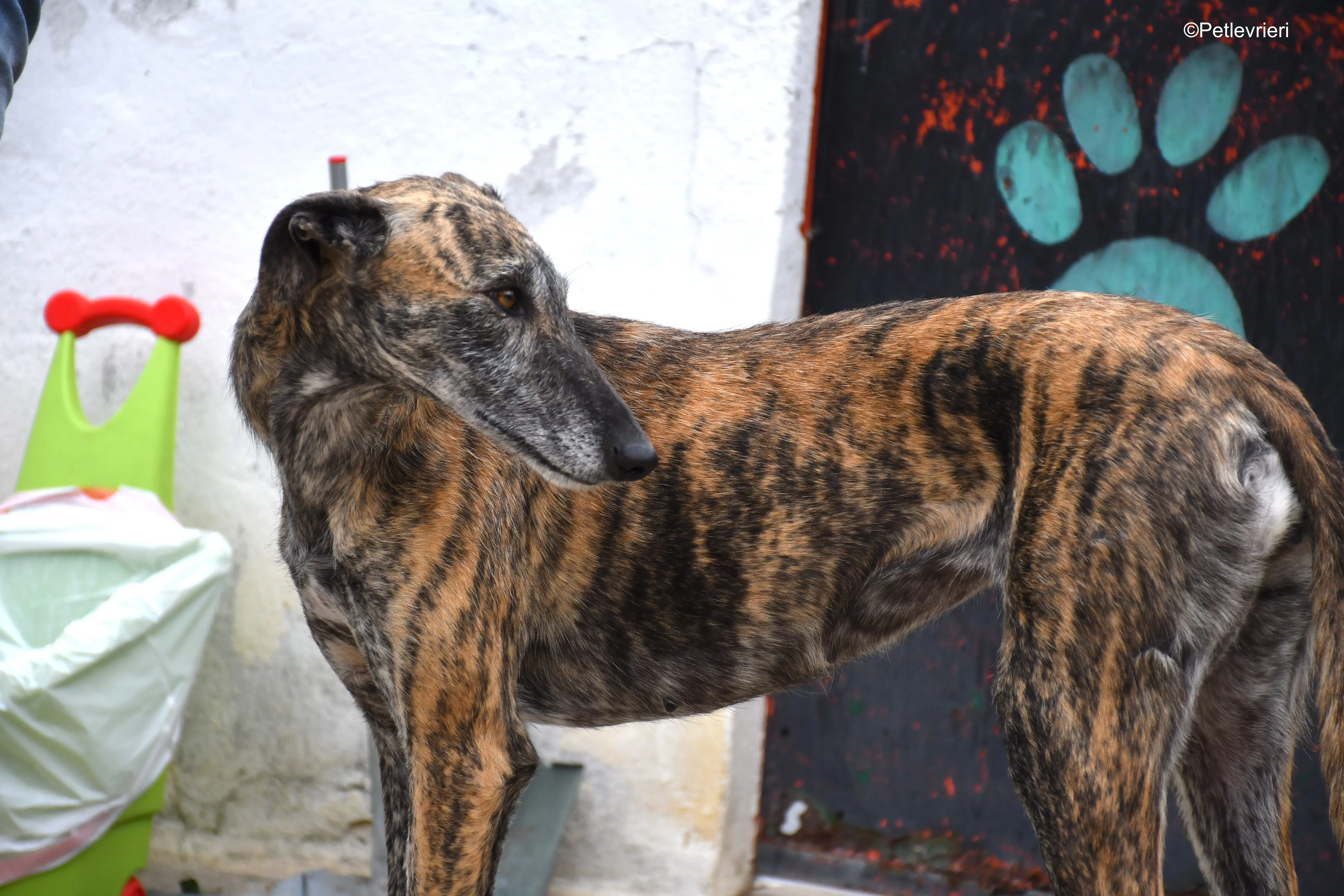 medea adozione levrieri galgo 4