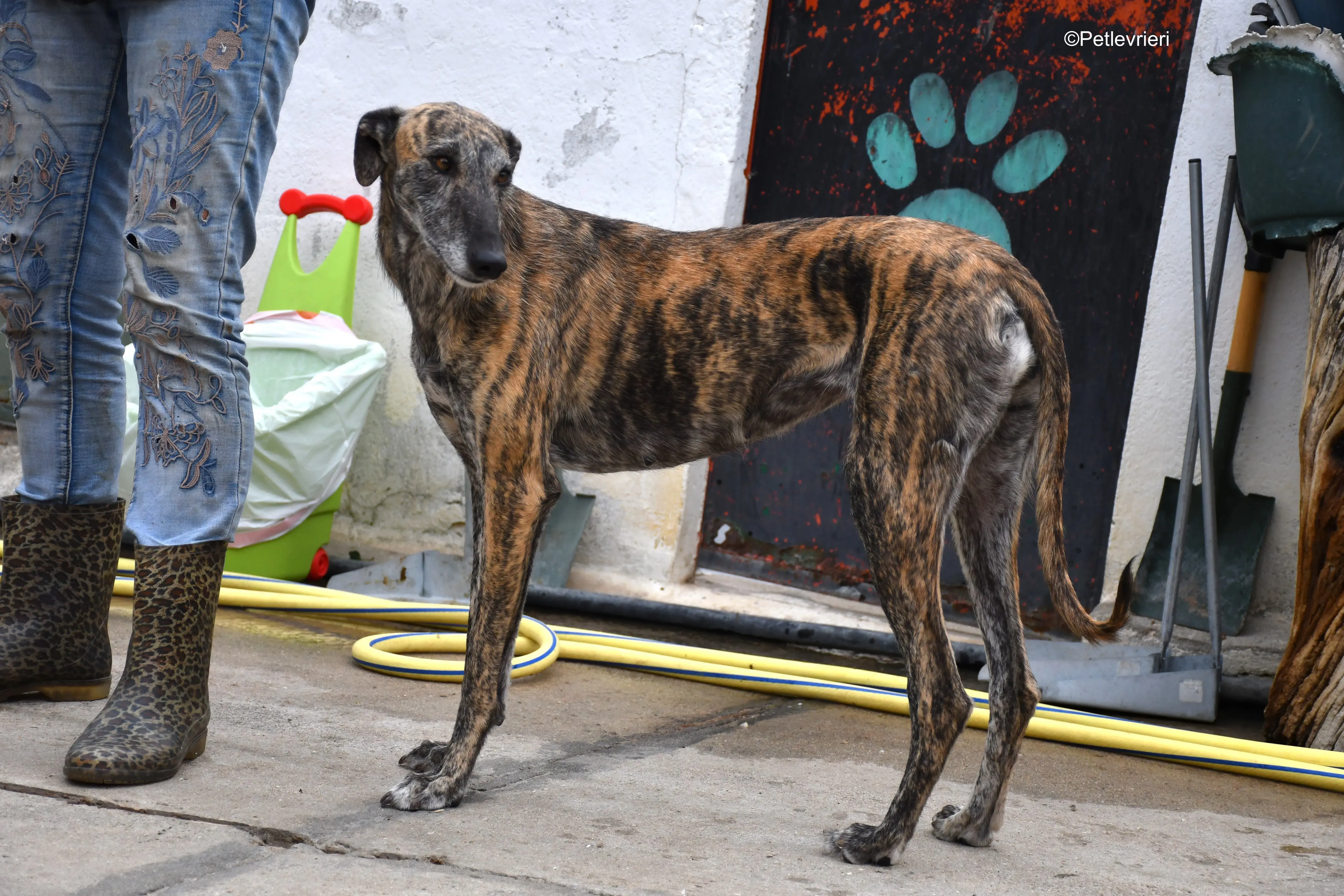 medea adozione levrieri galgo 5