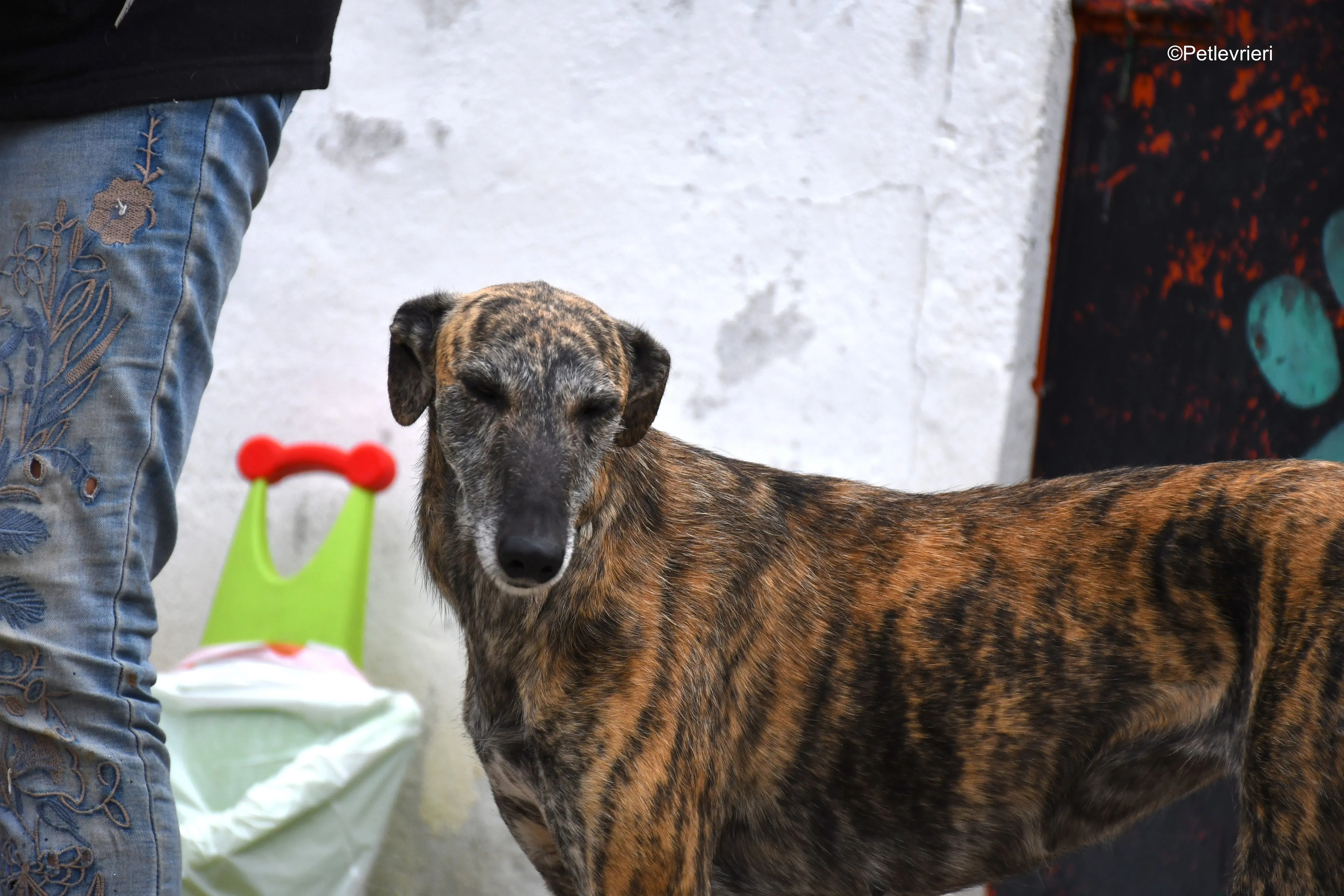 medea adozione levrieri galgo 6