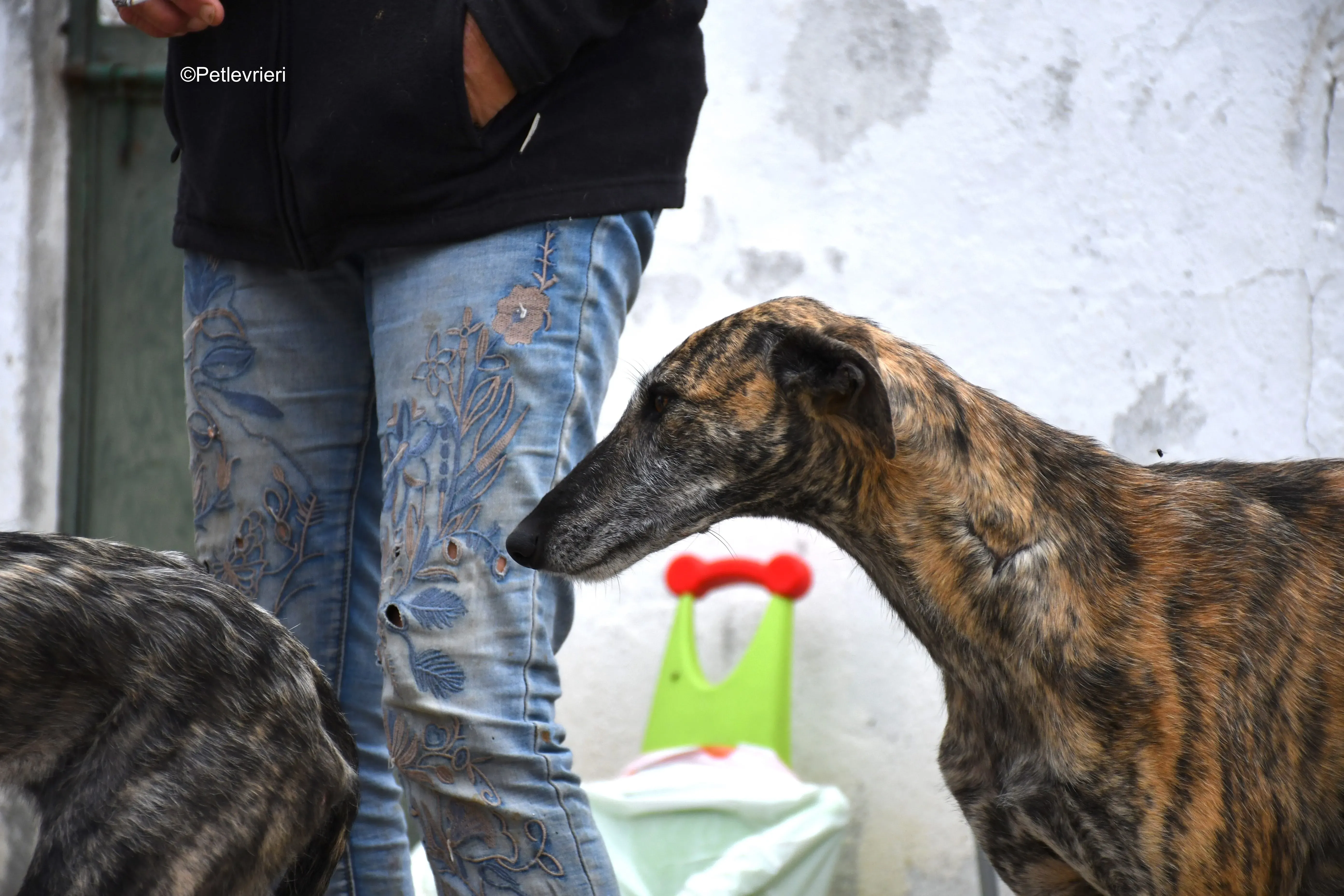 medea adozione levrieri galgo 7
