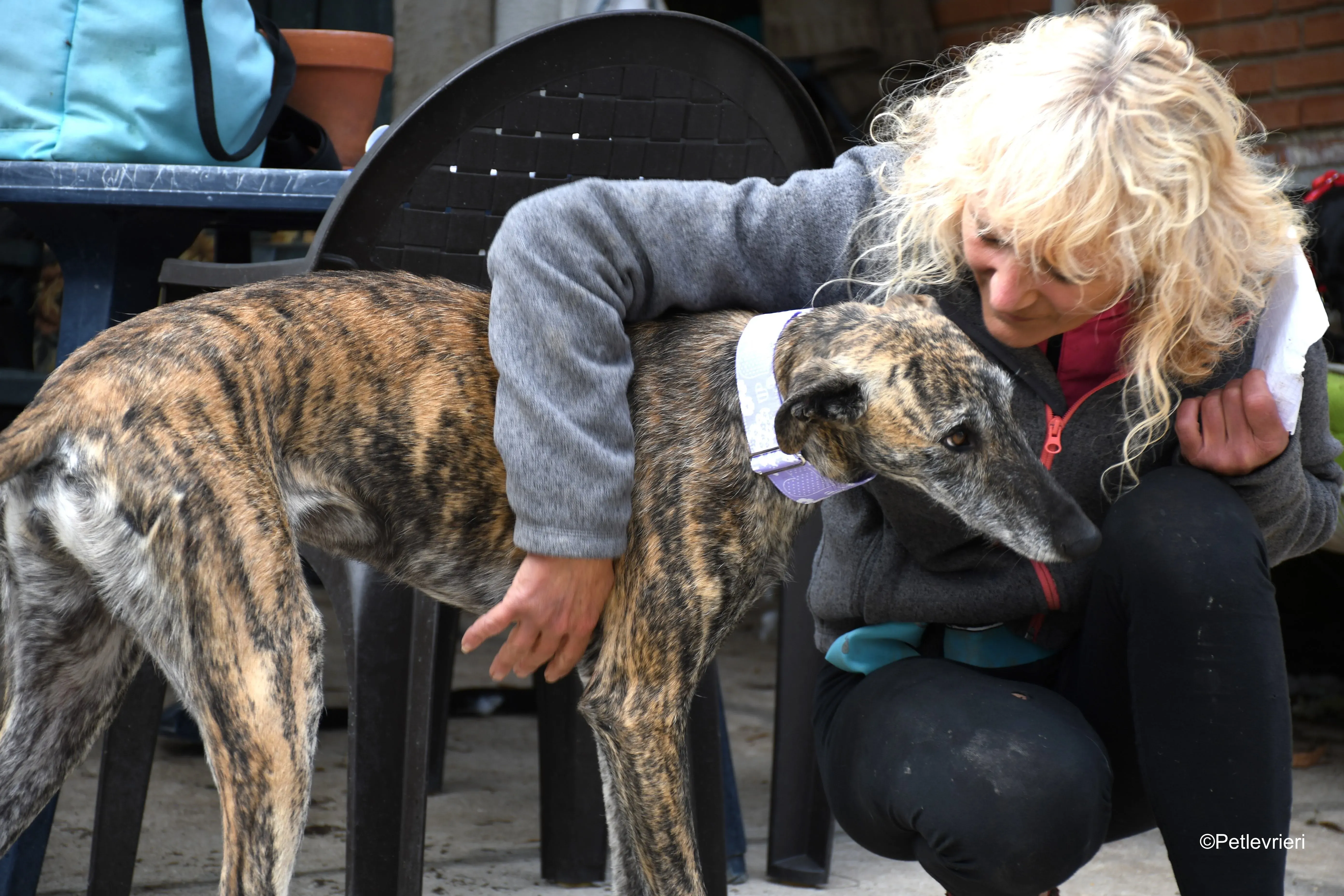 medea adozione levrieri galgo 8