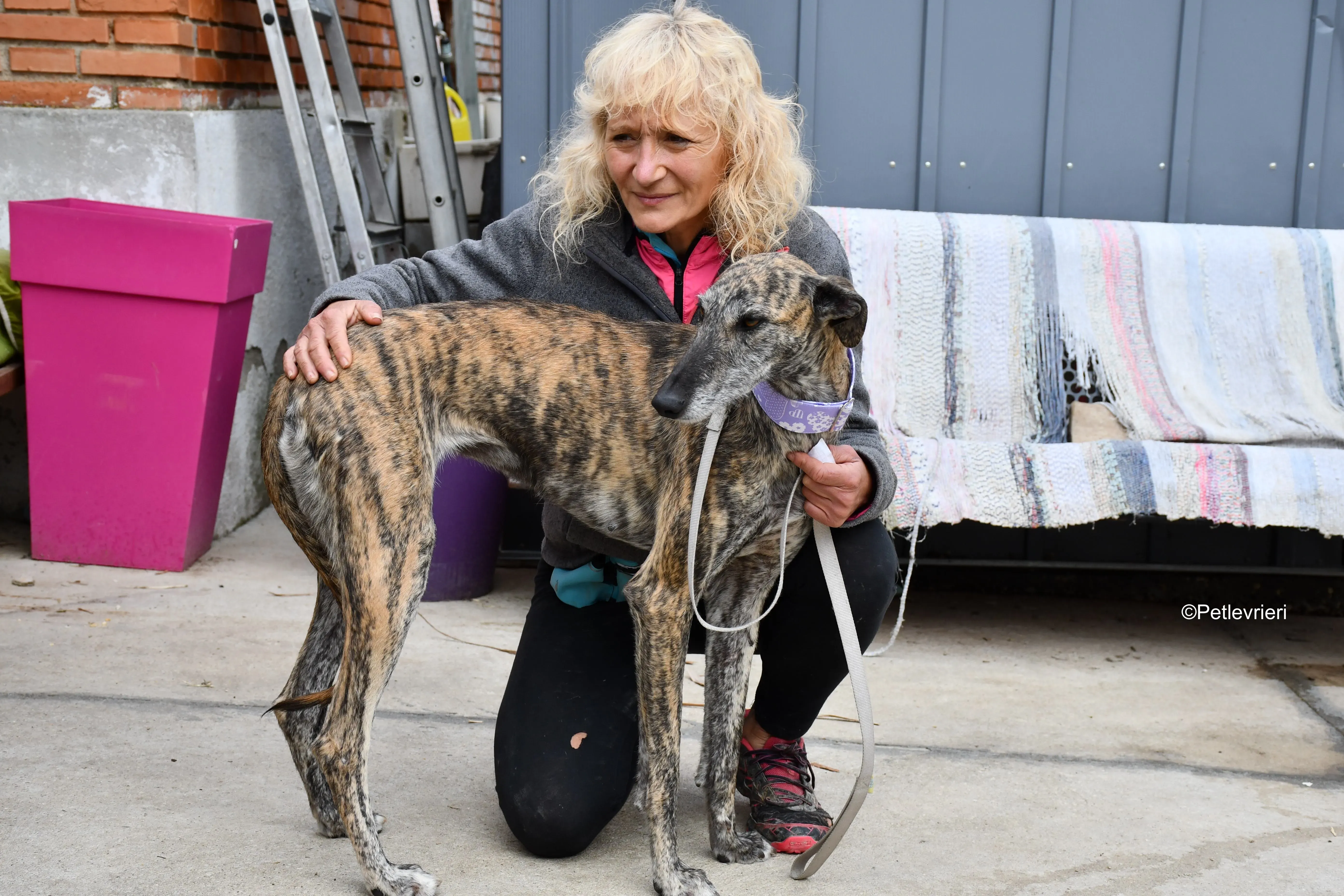 medea adozione levrieri galgo 9