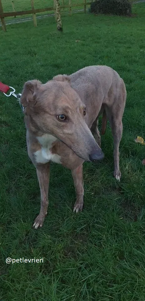 meena adozione greyhound 1