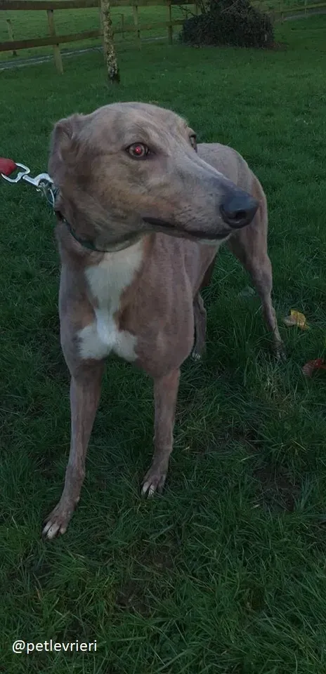 meena adozione greyhound 2