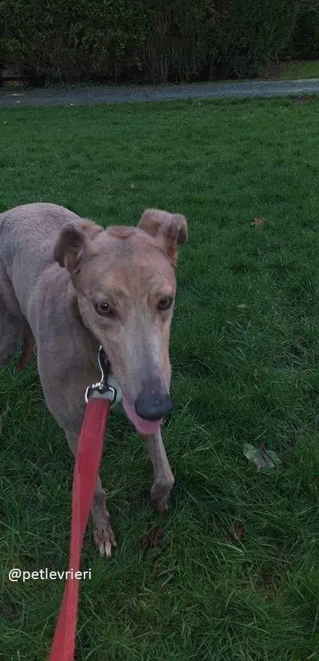 meena adozione greyhound